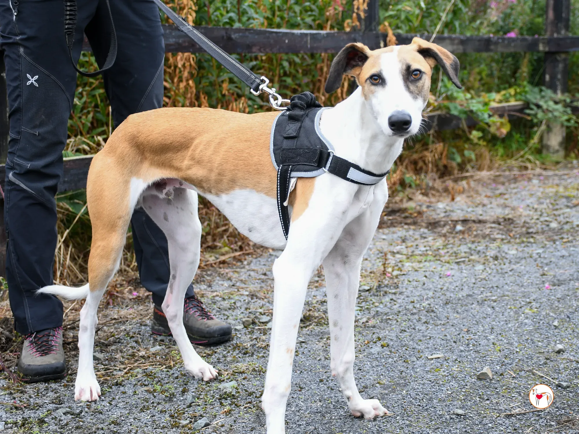 franco grey cucciolo adozione 10