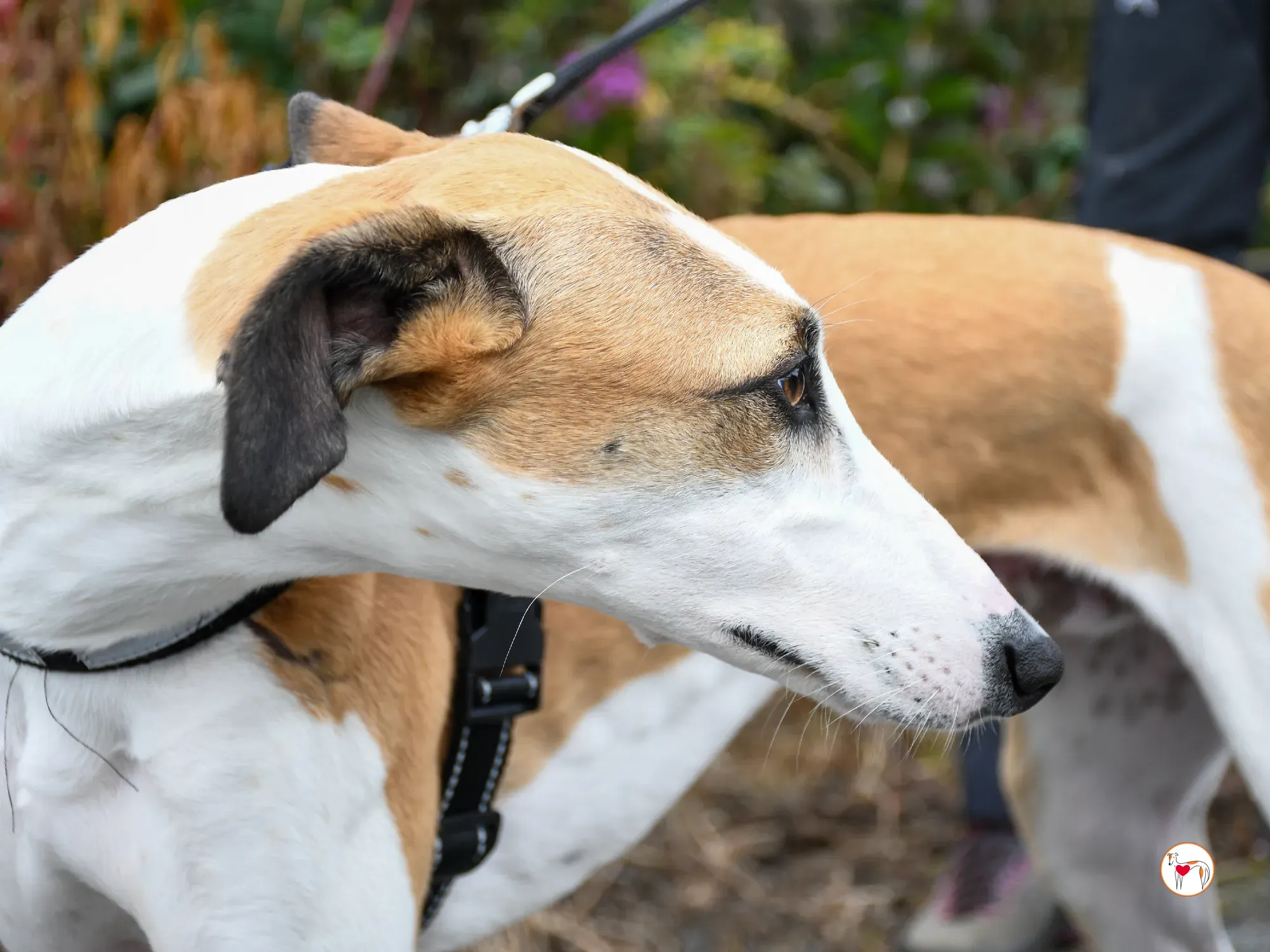 franco grey cucciolo adozione 11