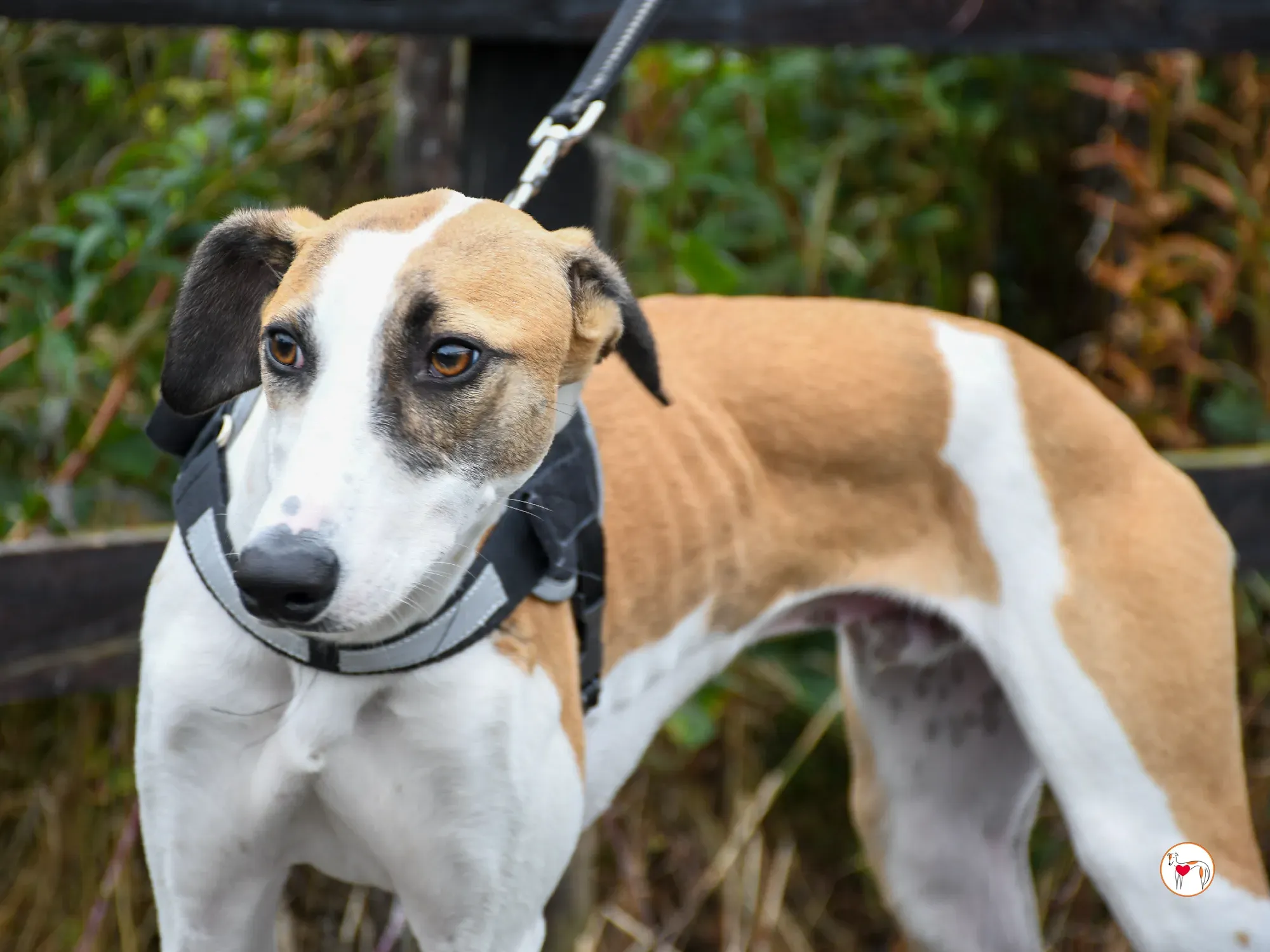 franco grey cucciolo adozione 12