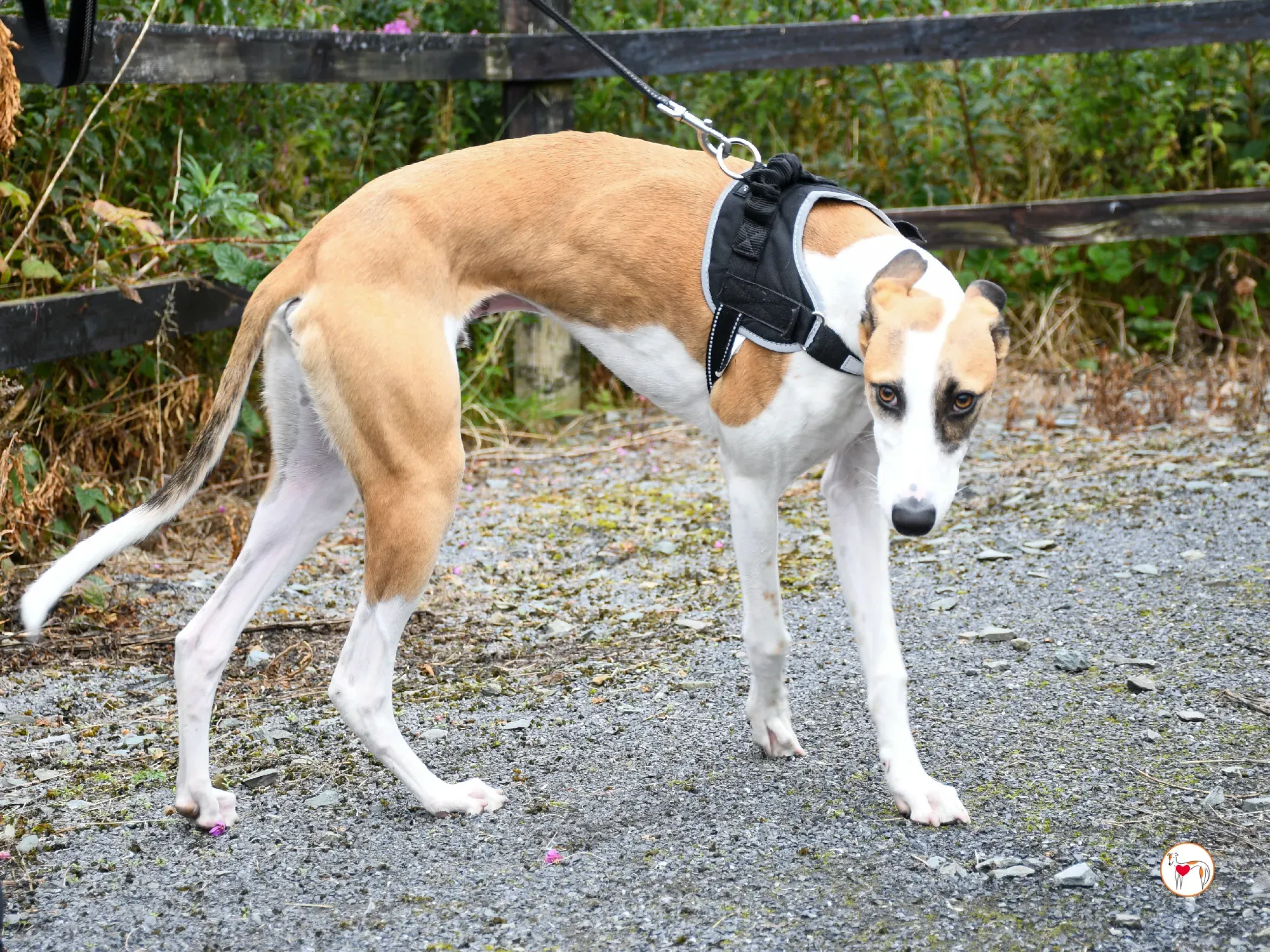 franco grey cucciolo adozione 13