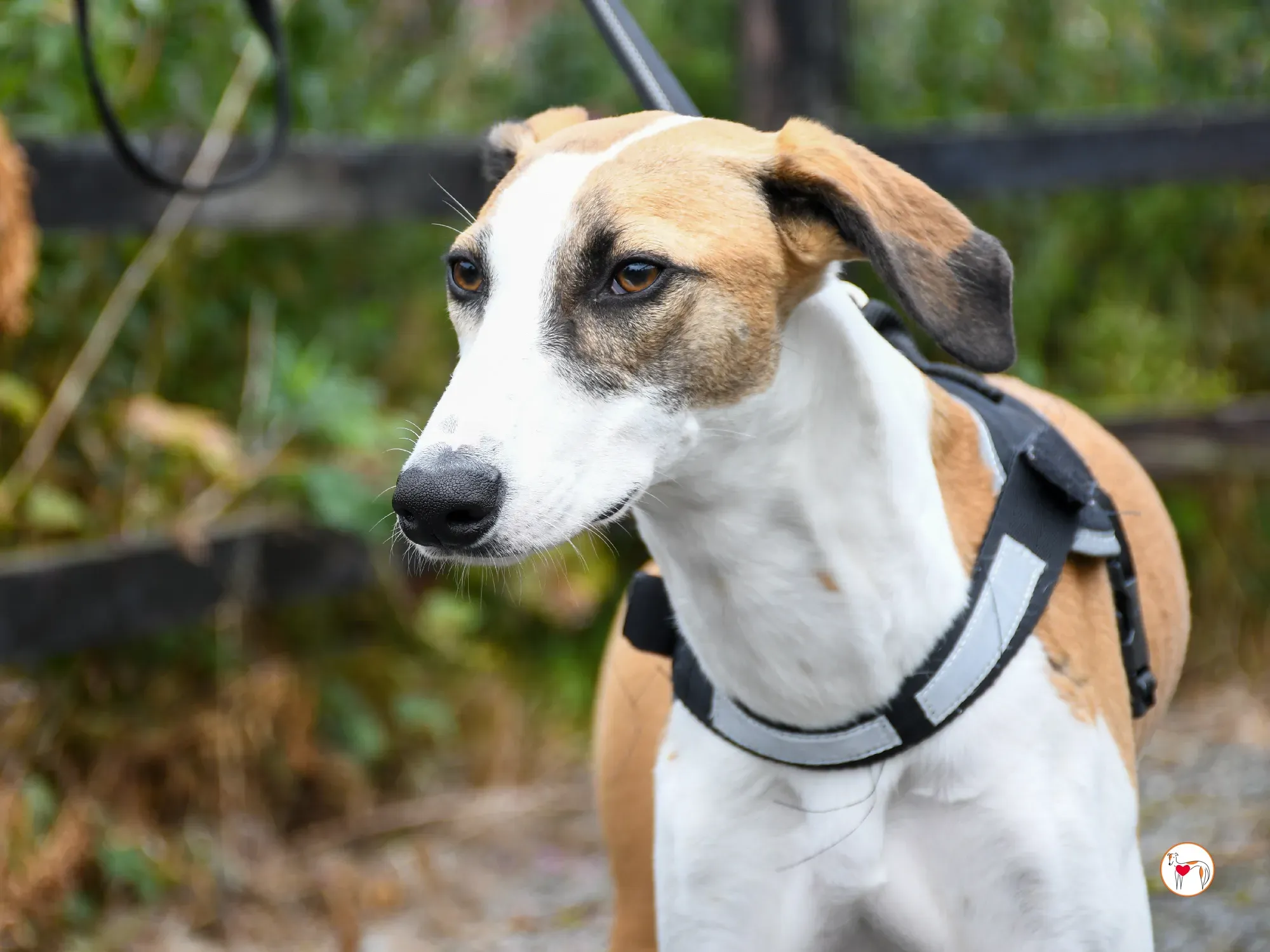 franco grey cucciolo adozione 14