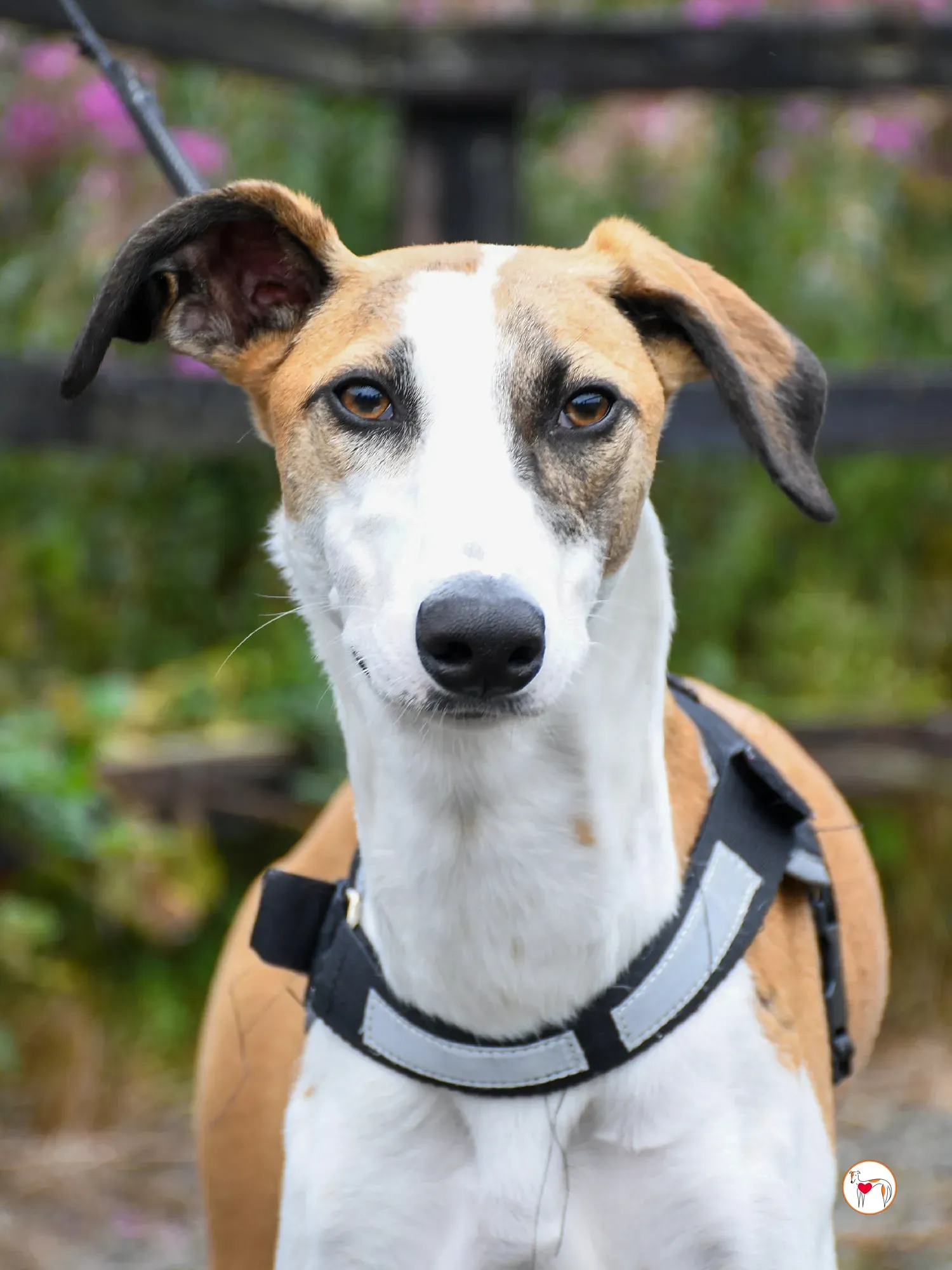 franco grey cucciolo adozione 15