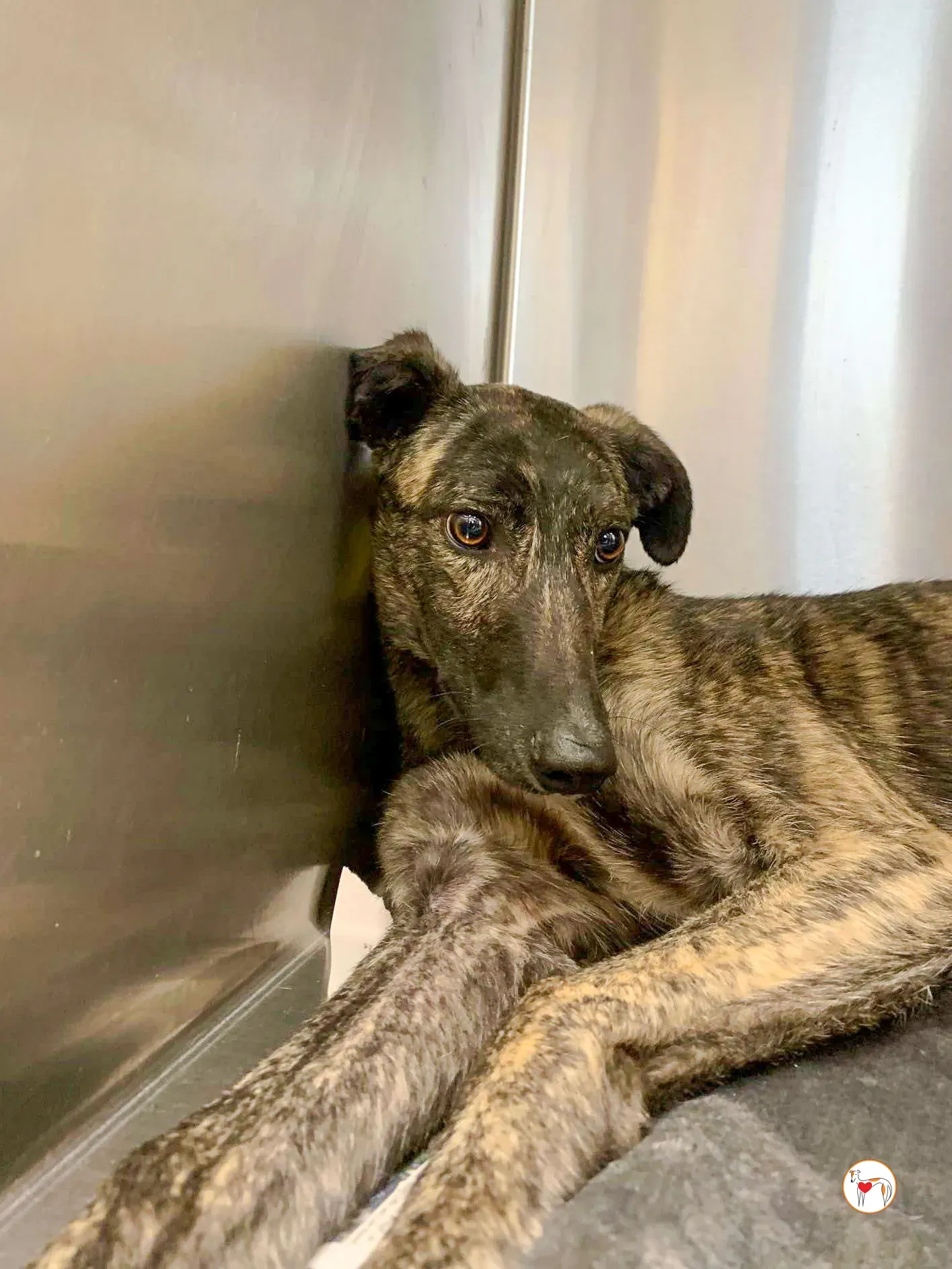 frank grey adozione 01