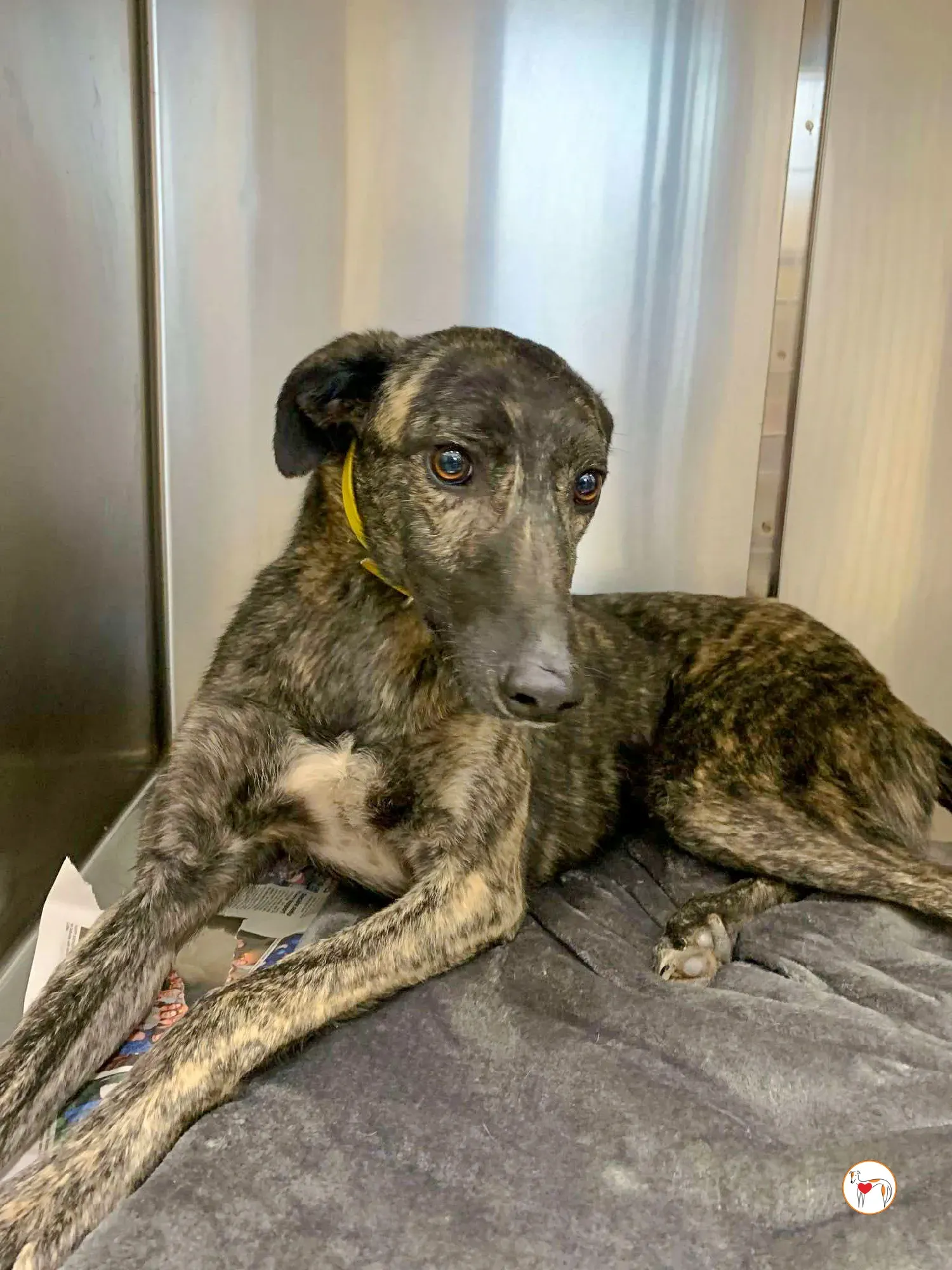 frank grey adozione 02