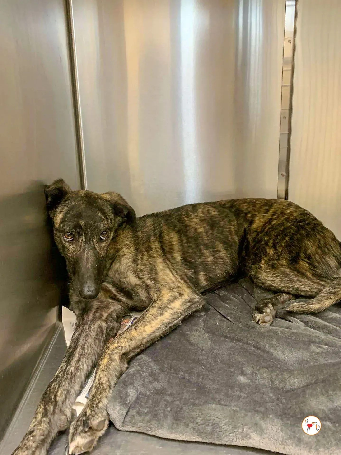 frank grey adozione 03