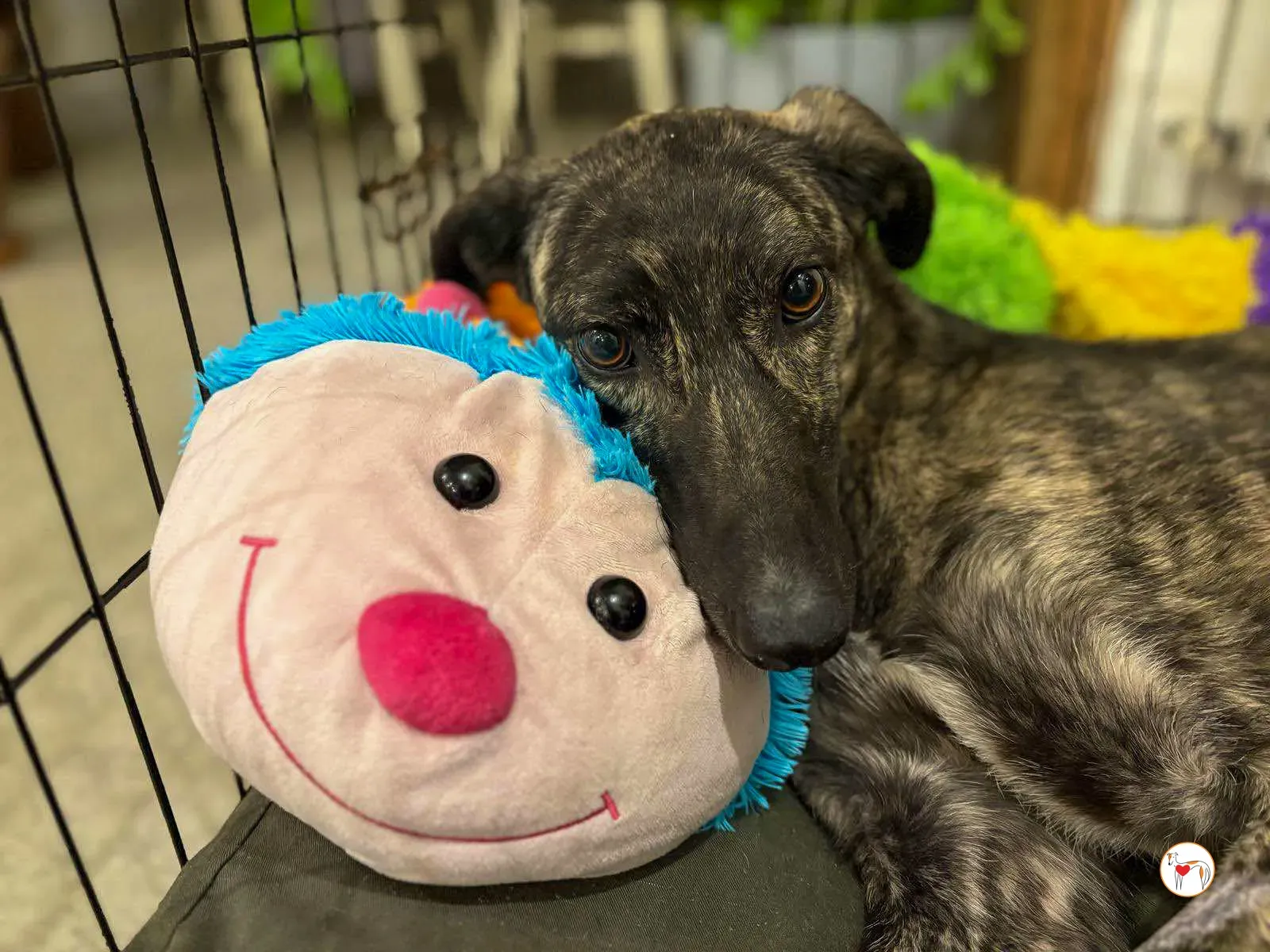 frank grey adozione 04