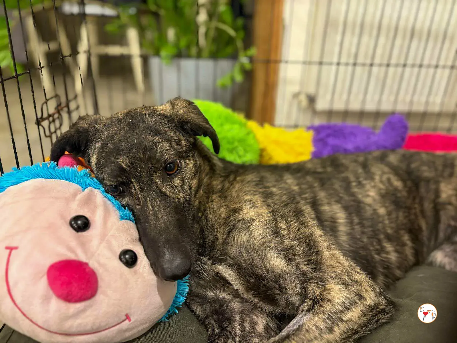 frank grey adozione 05