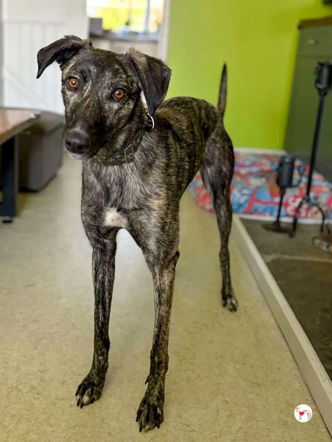 frank grey adozione 06