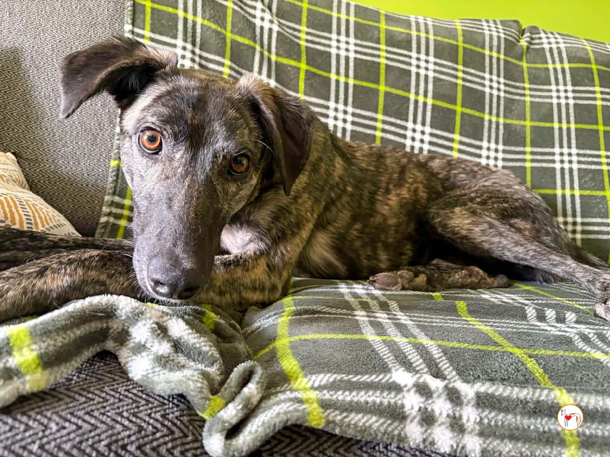 frank grey adozione 07