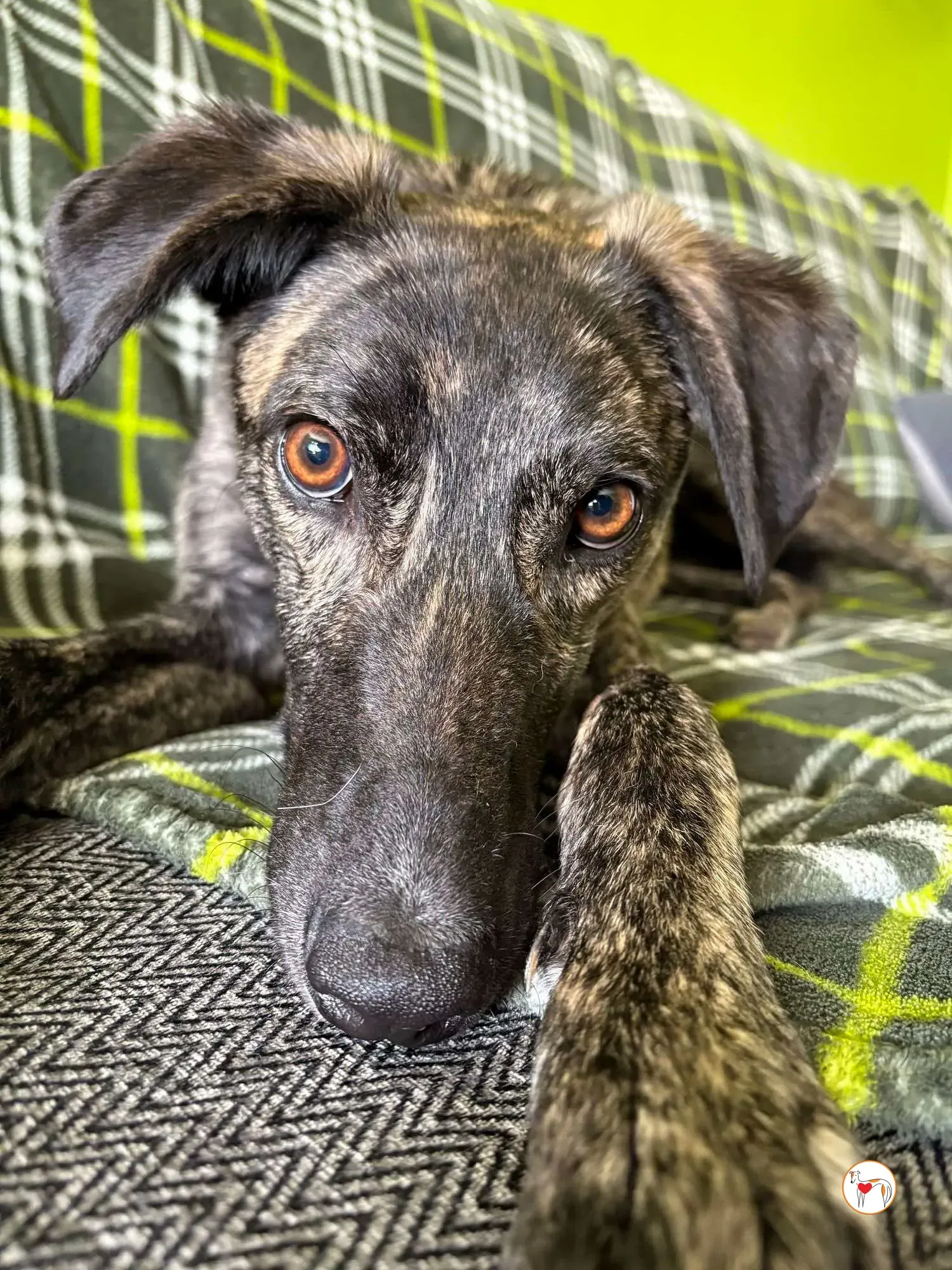 frank grey adozione 08