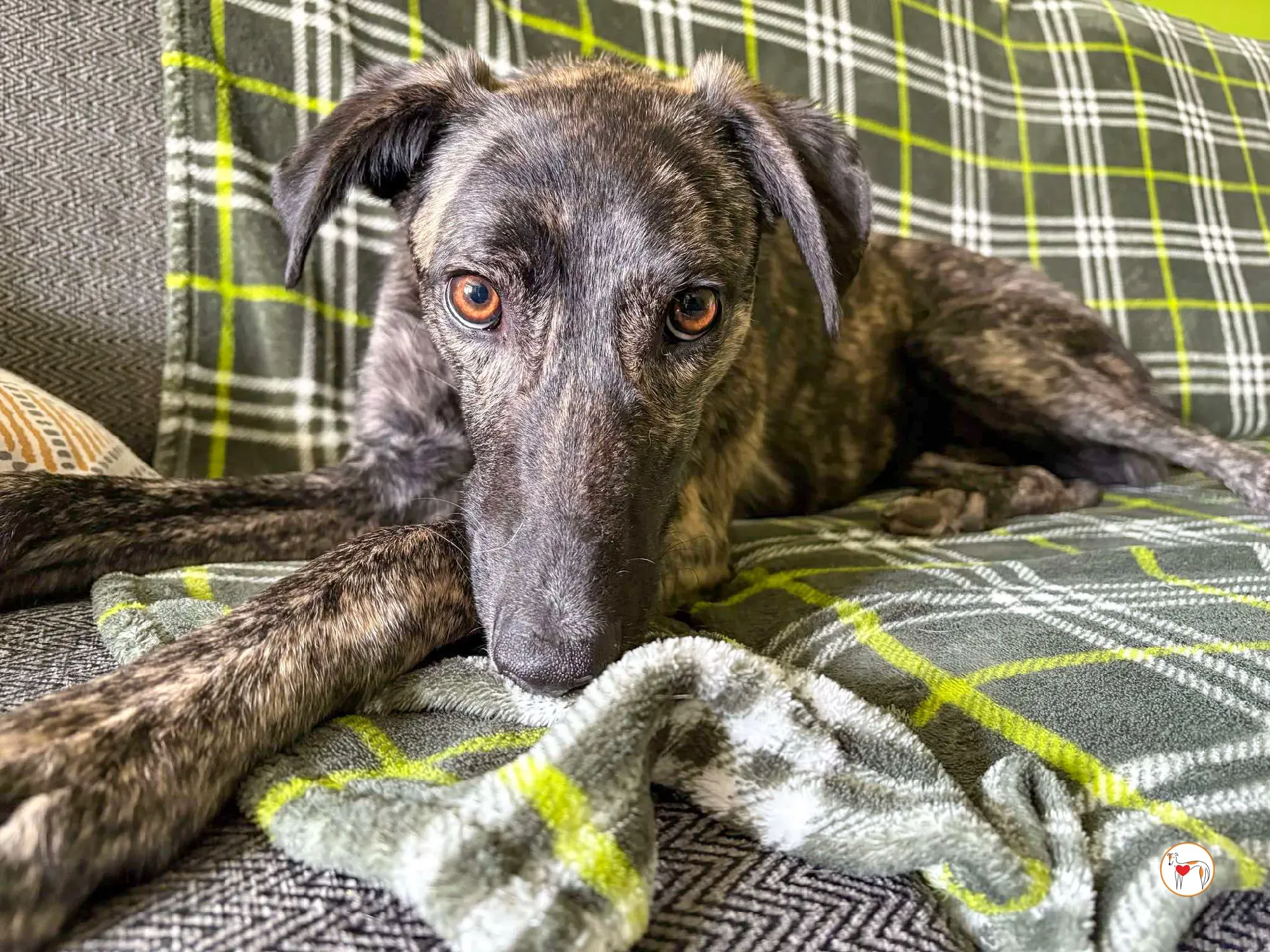 frank grey adozione 09