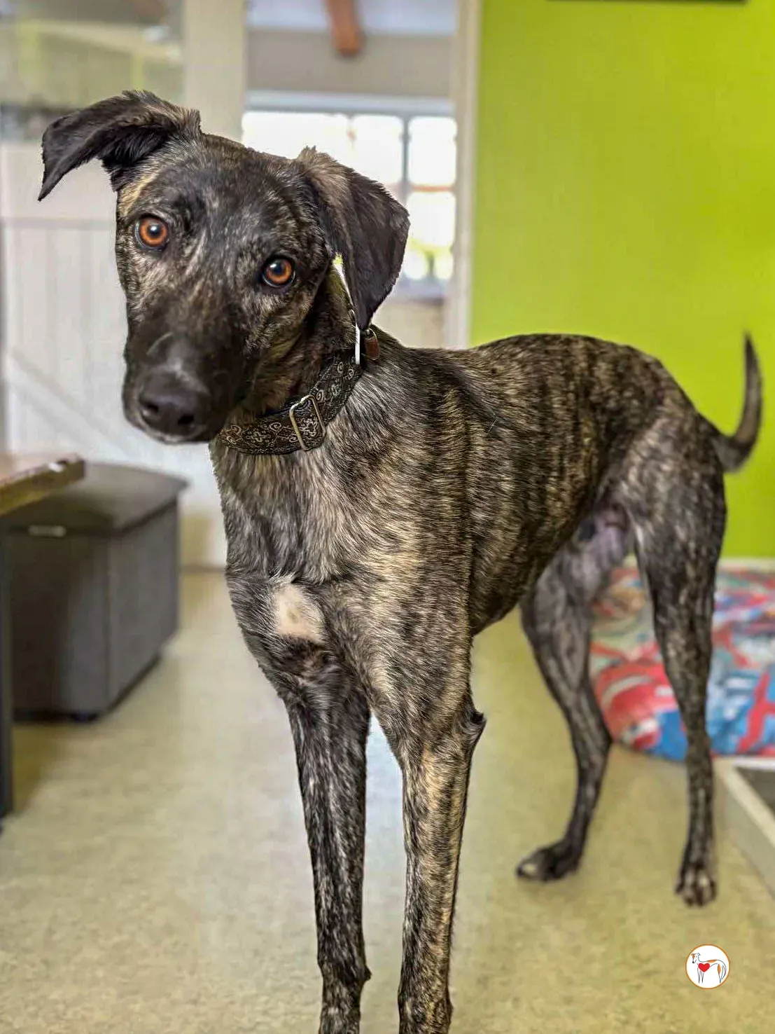 frank grey adozione 10