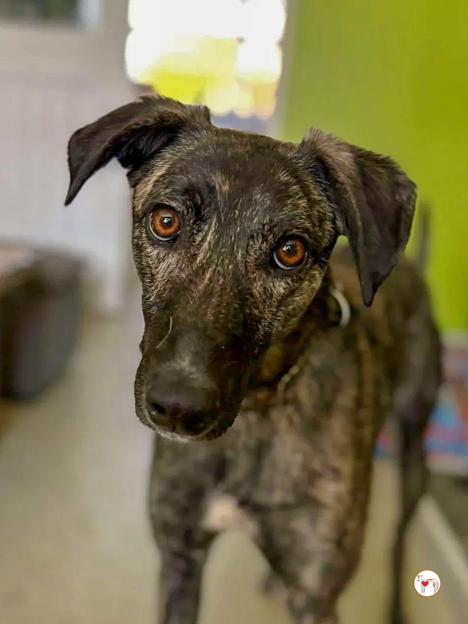 frank grey adozione 11