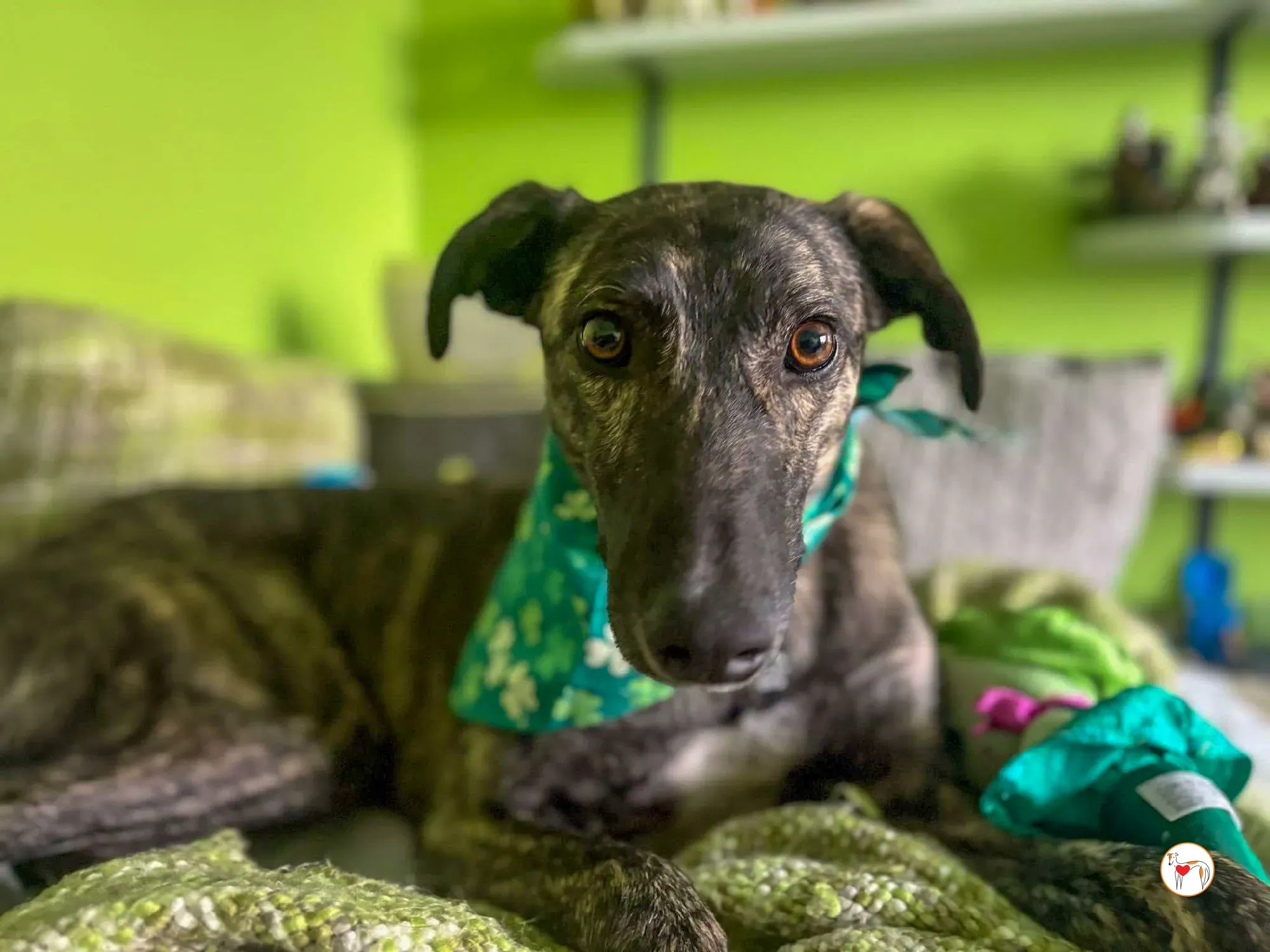 frank grey adozione 12