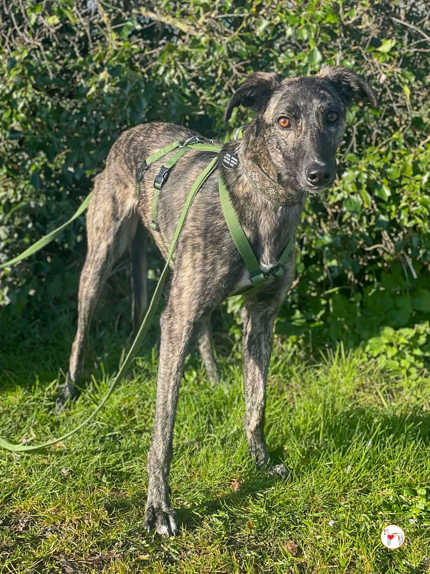 frank grey adozione 13