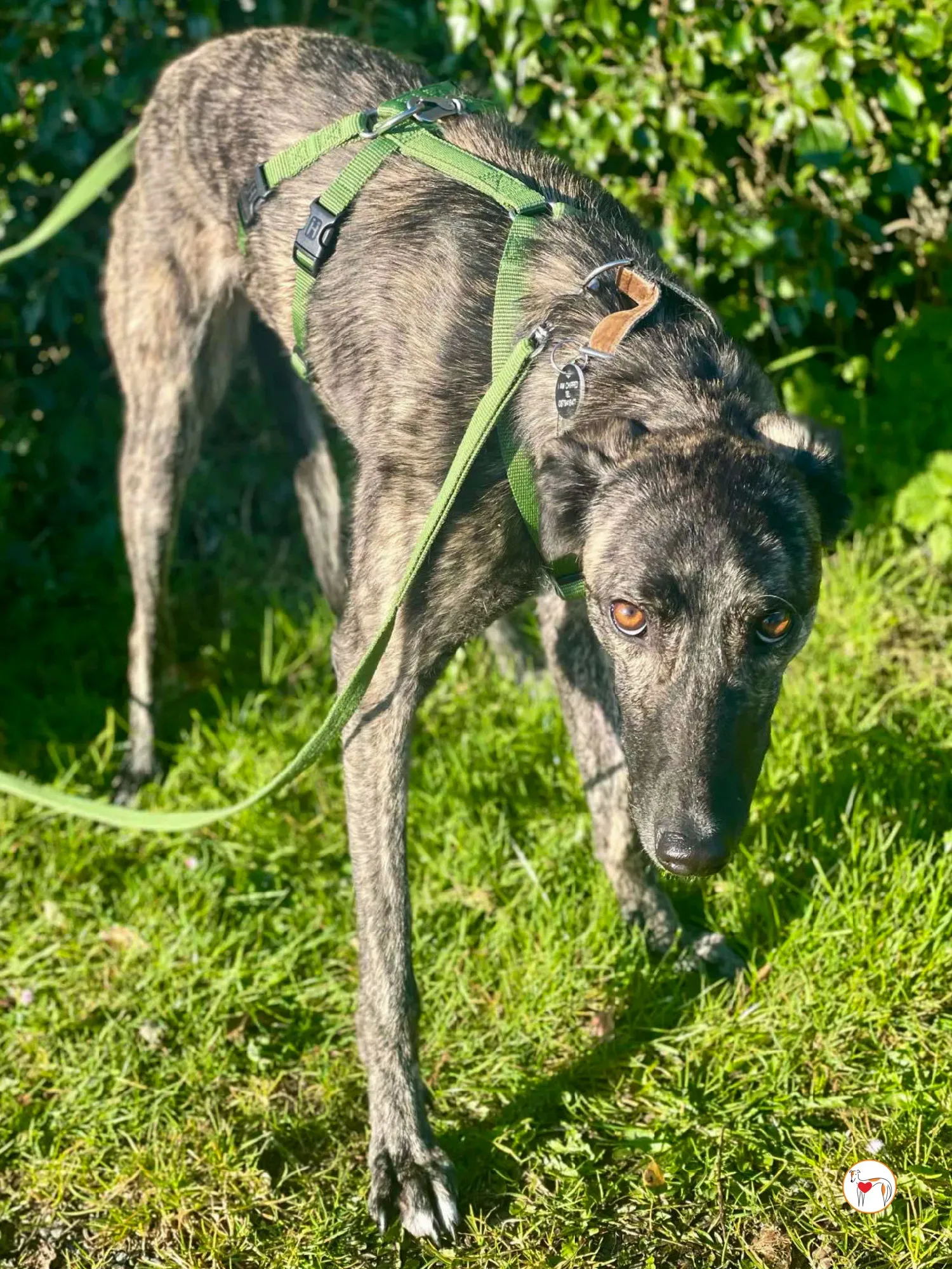 frank grey adozione 14