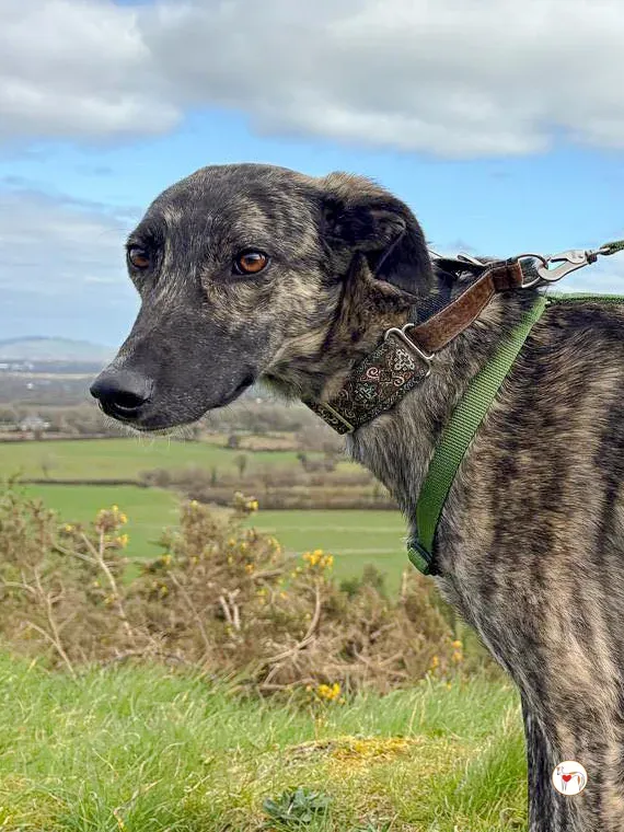 frank grey adozione 15