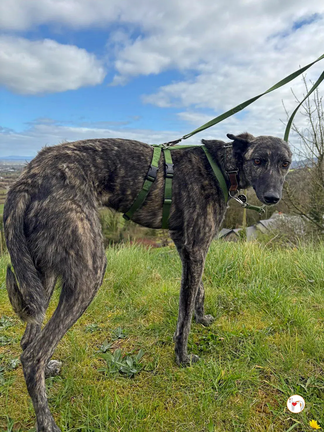 frank grey adozione 16