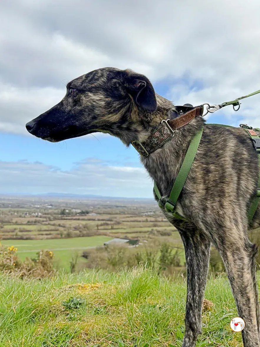 frank grey adozione 17