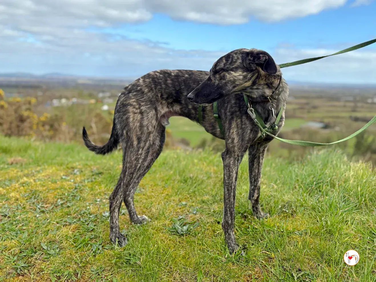 frank grey adozione 18