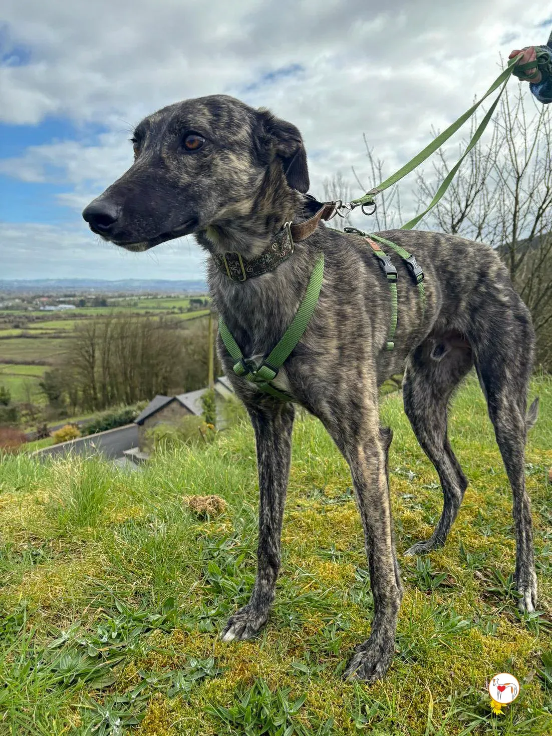 frank grey adozione 19