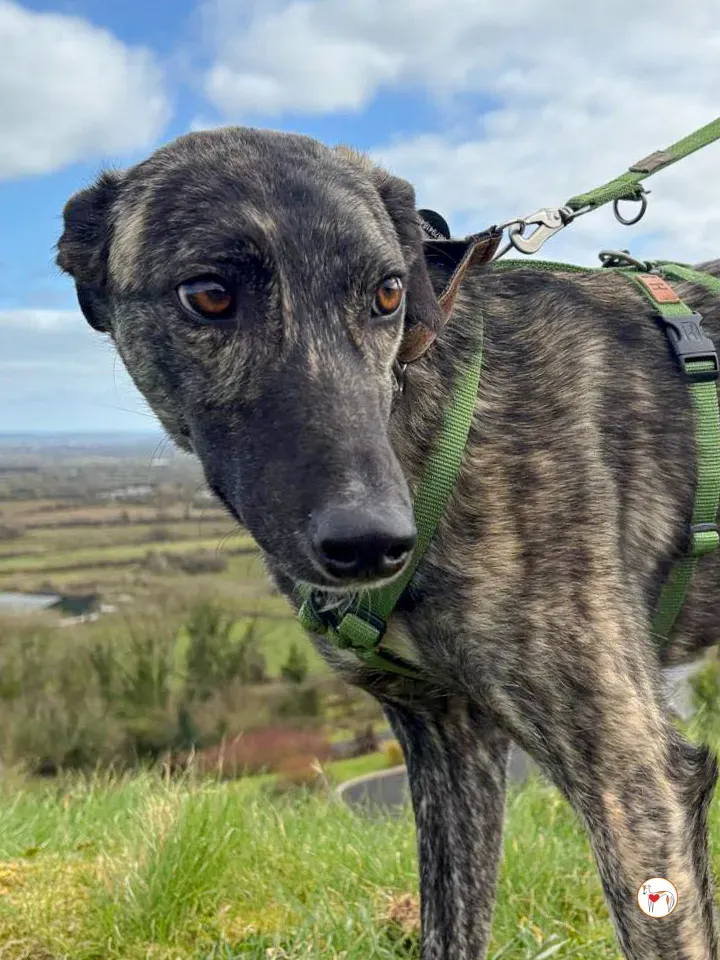 frank grey adozione 20