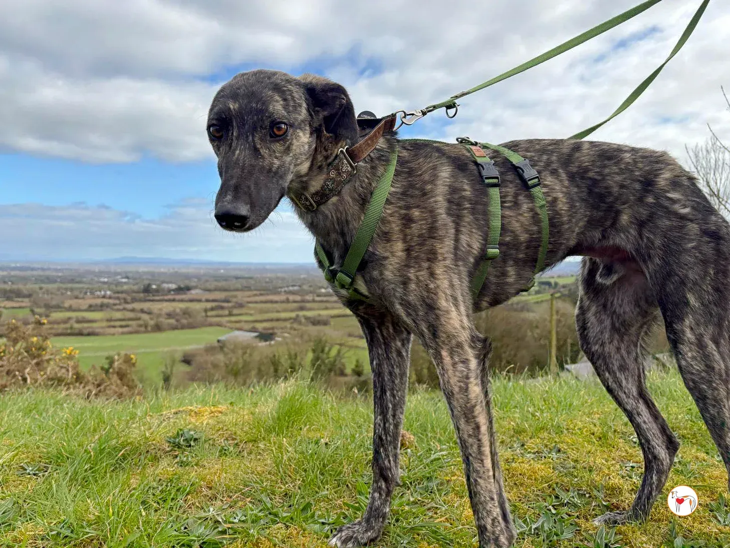 frank grey adozione 21