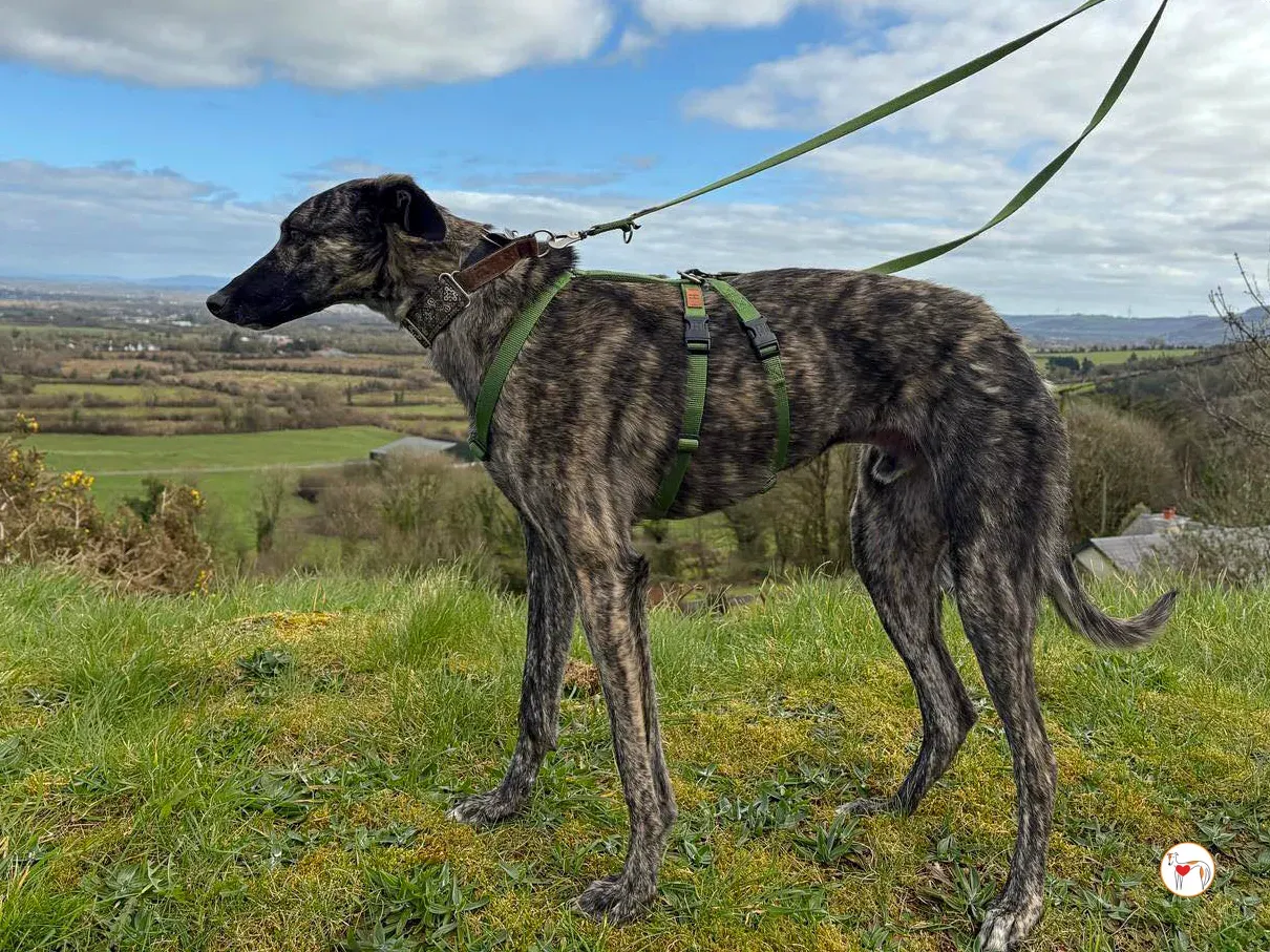 frank grey adozione 22