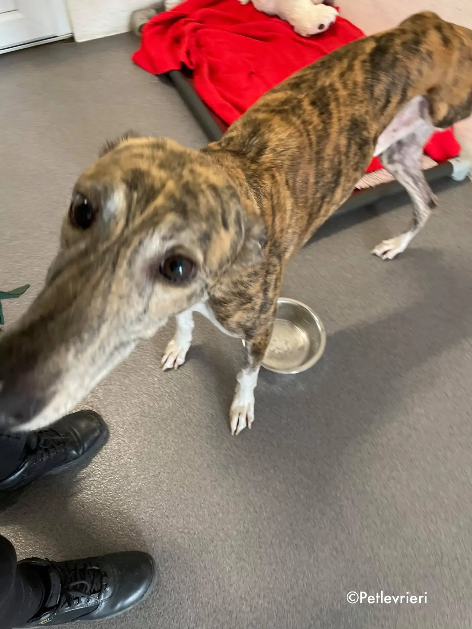 freddie adozione levrieri greyhound 1