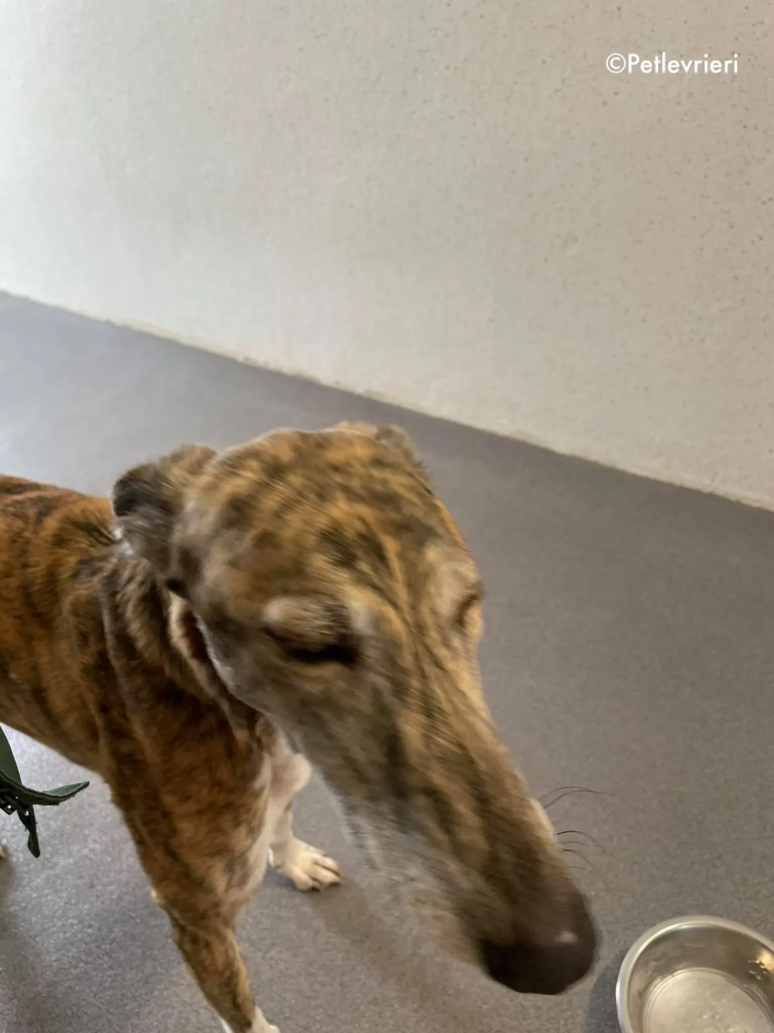 freddie adozione levrieri greyhound 10