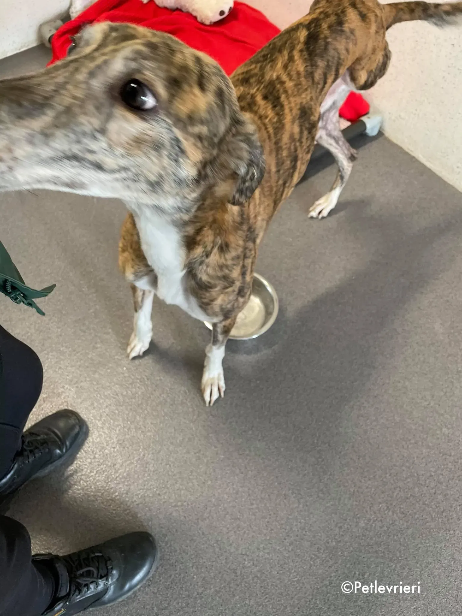 freddie adozione levrieri greyhound 2