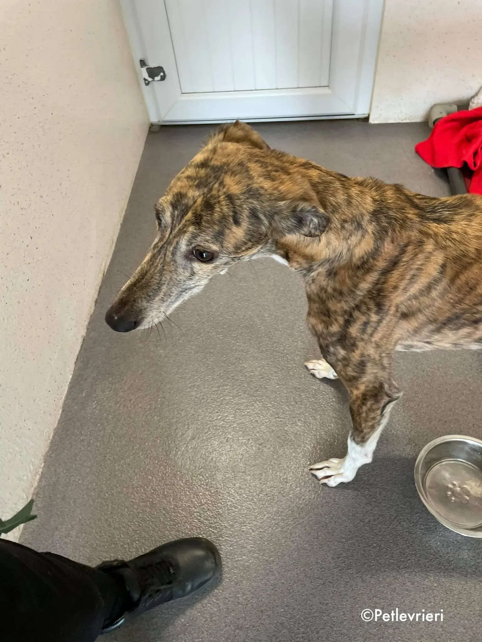 freddie adozione levrieri greyhound 3