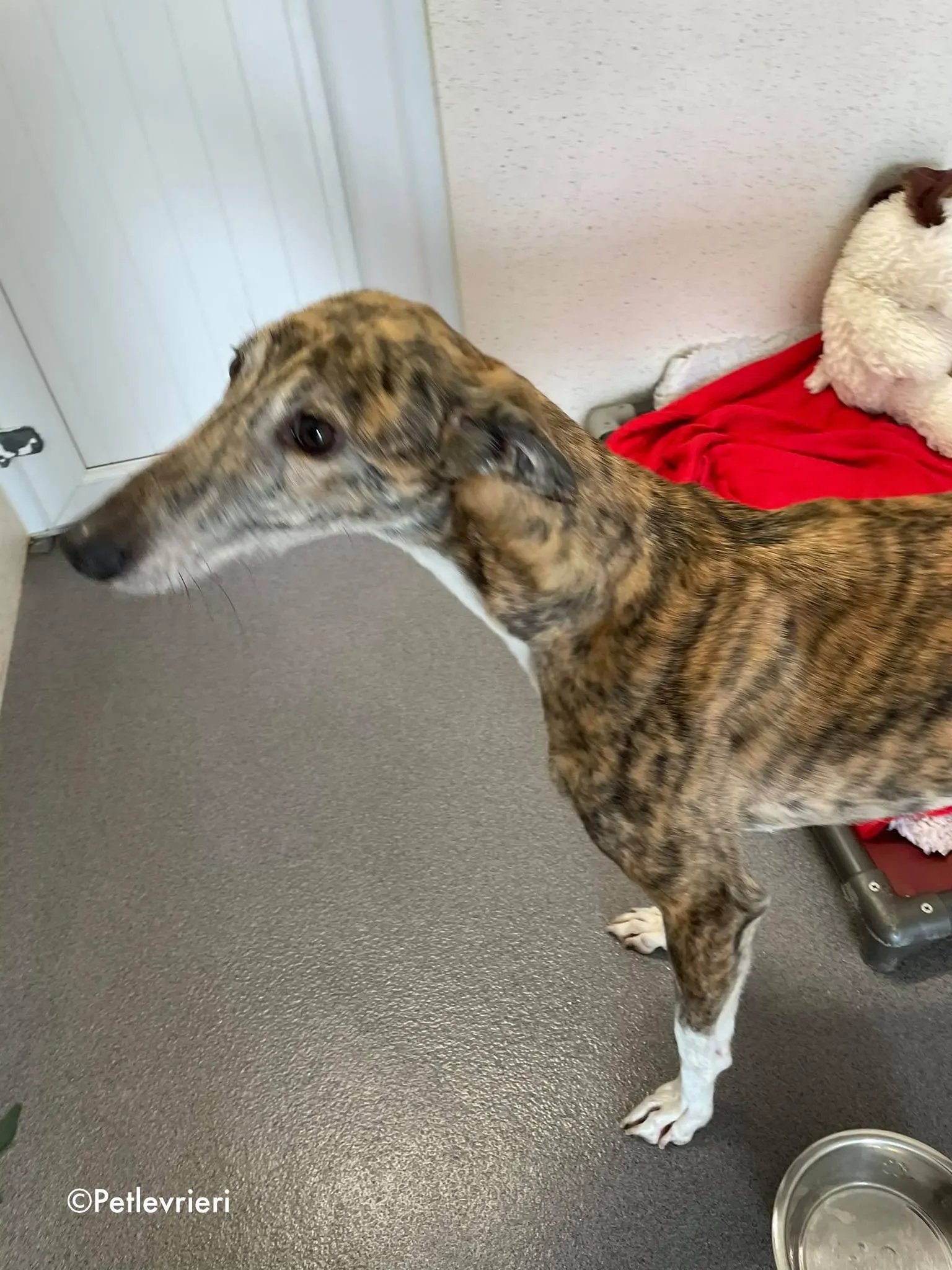 freddie adozione levrieri greyhound 5