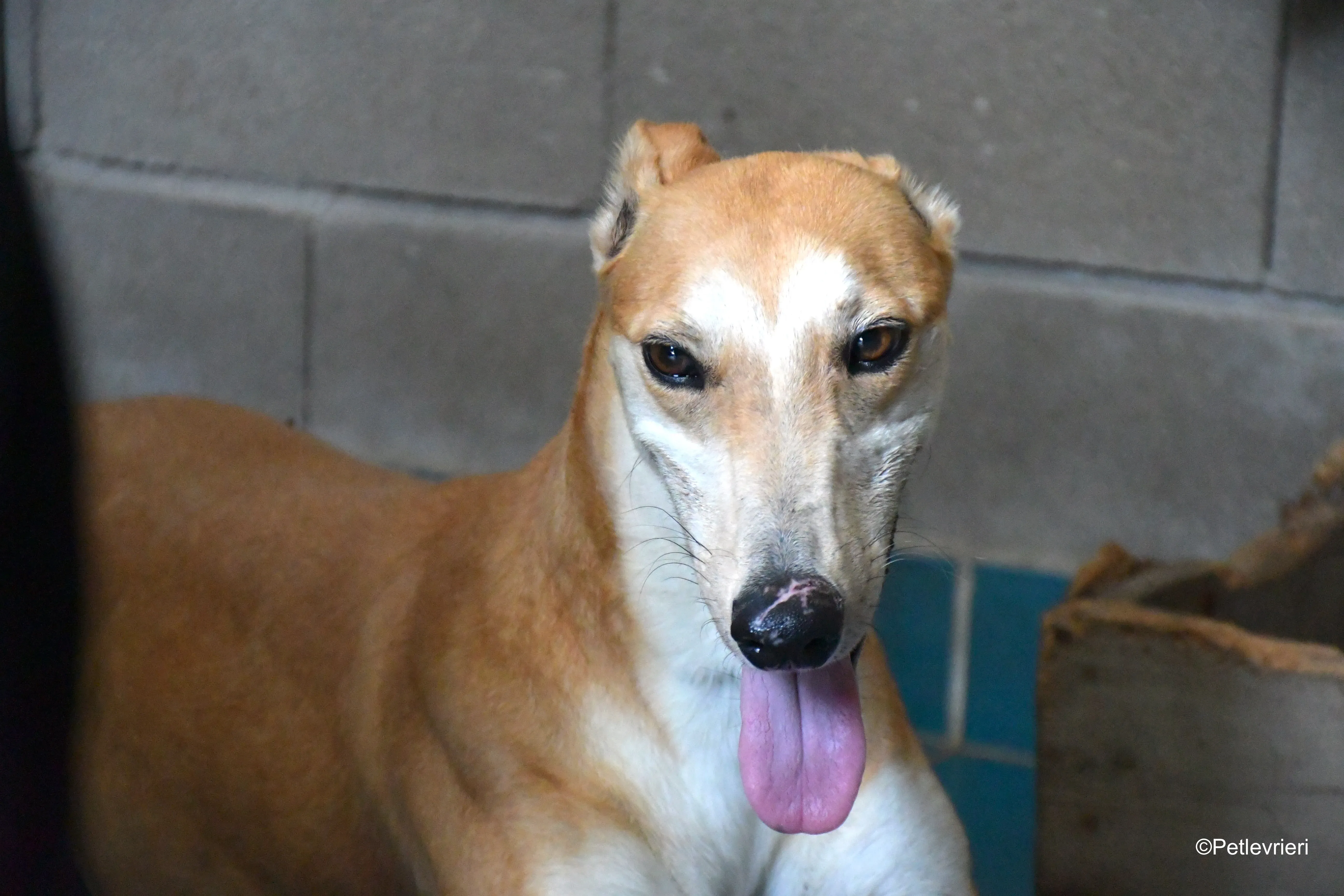 freddy adozione levrieri galgo 1