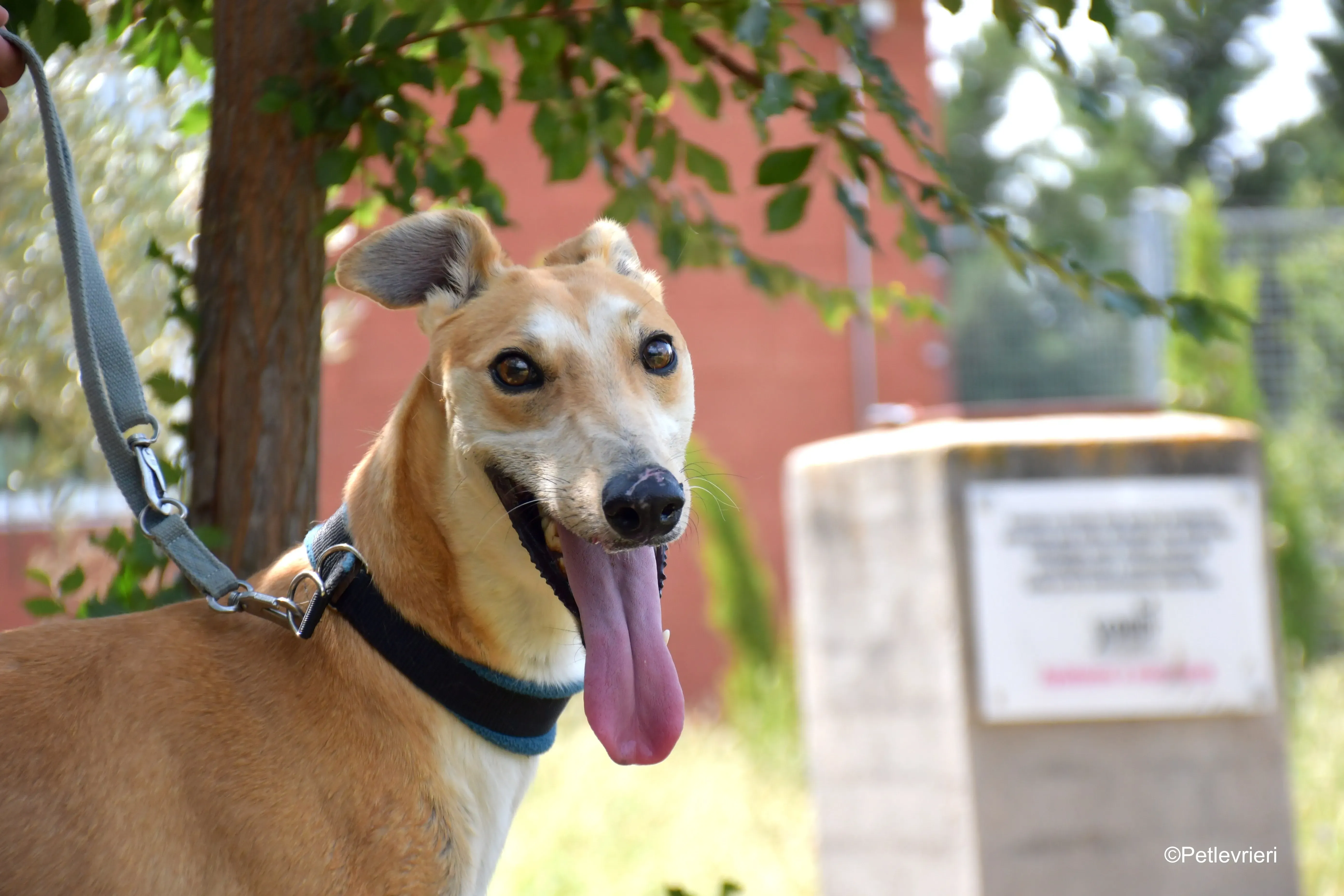 freddy adozione levrieri galgo 10
