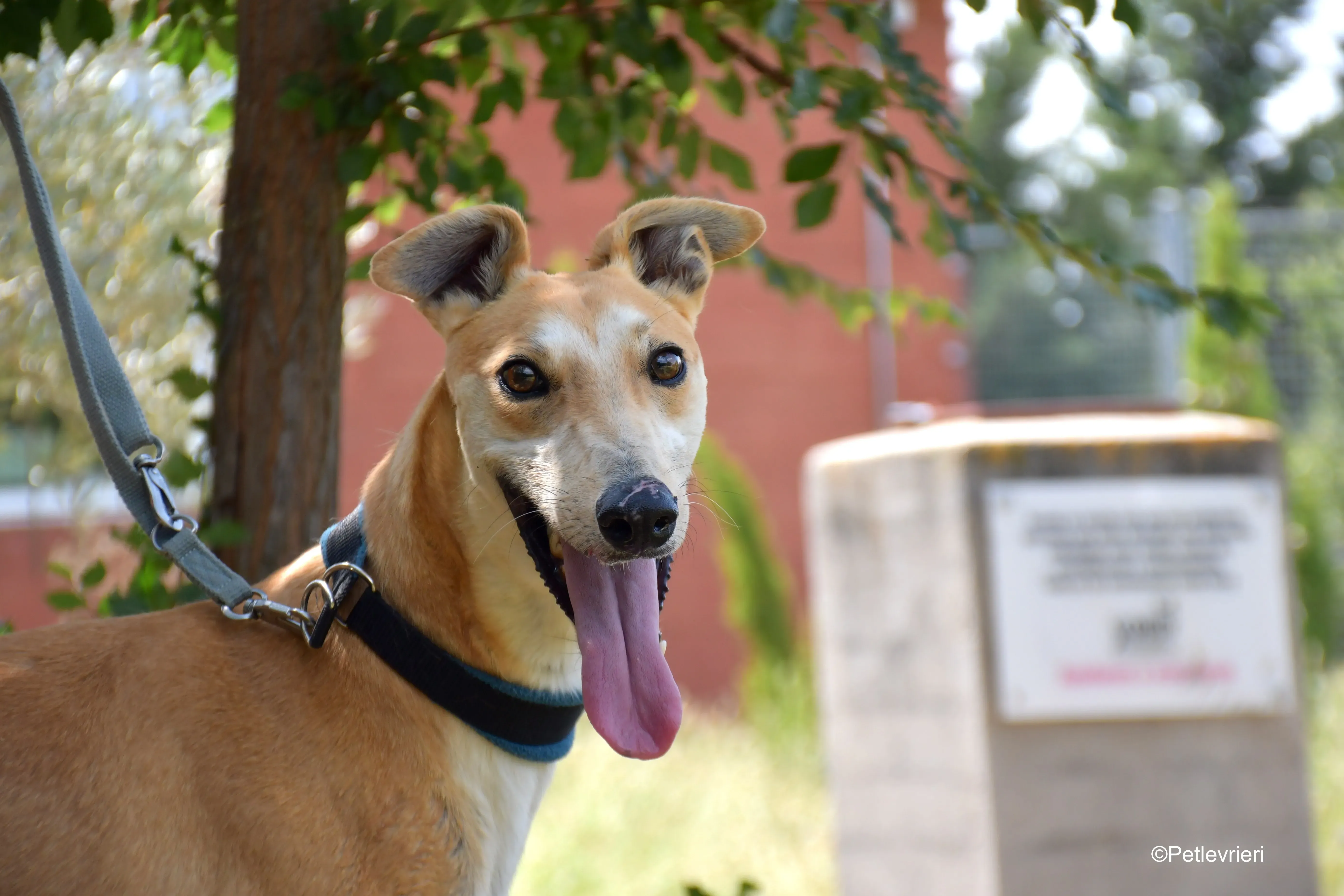 freddy adozione levrieri galgo 11