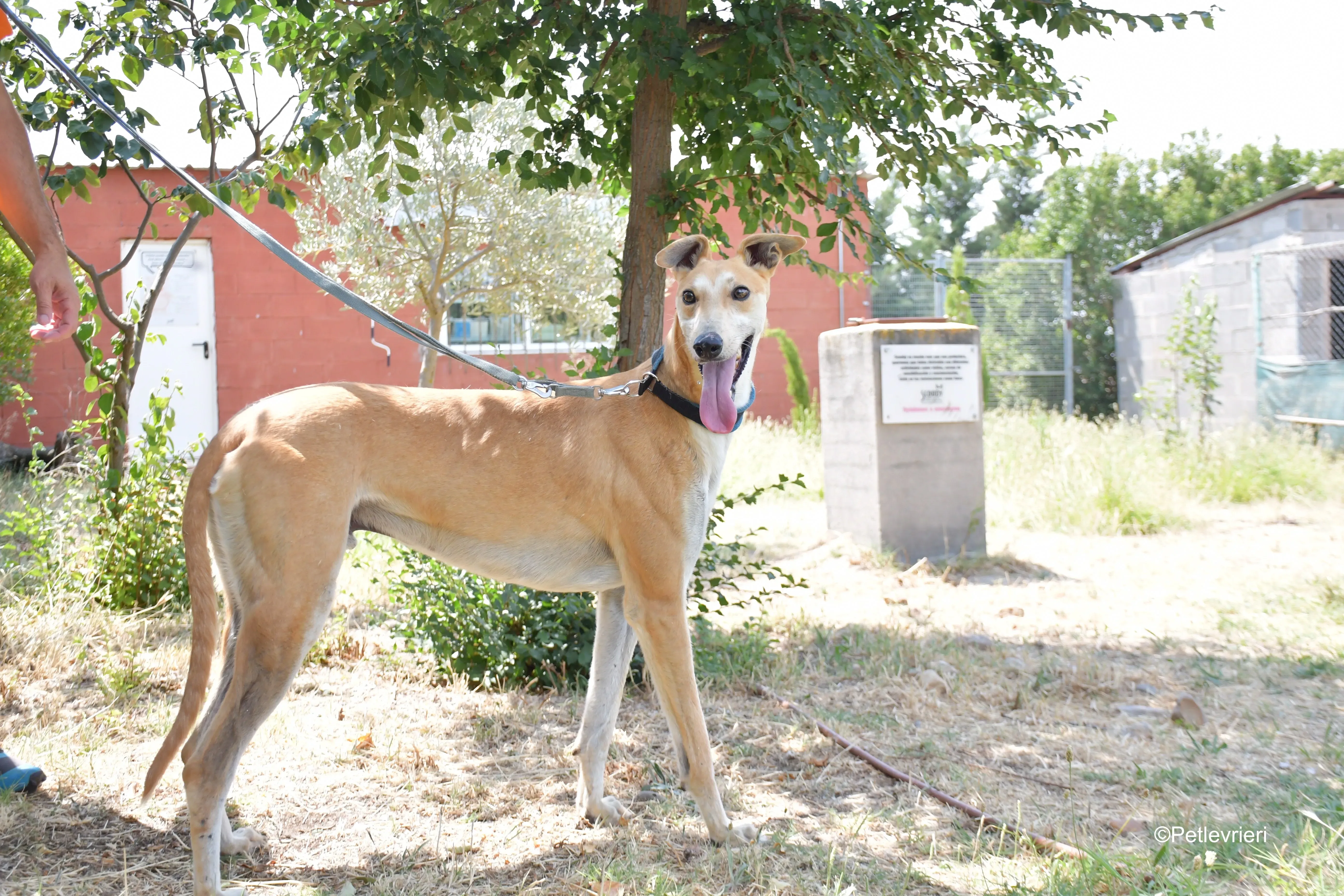 freddy adozione levrieri galgo 12