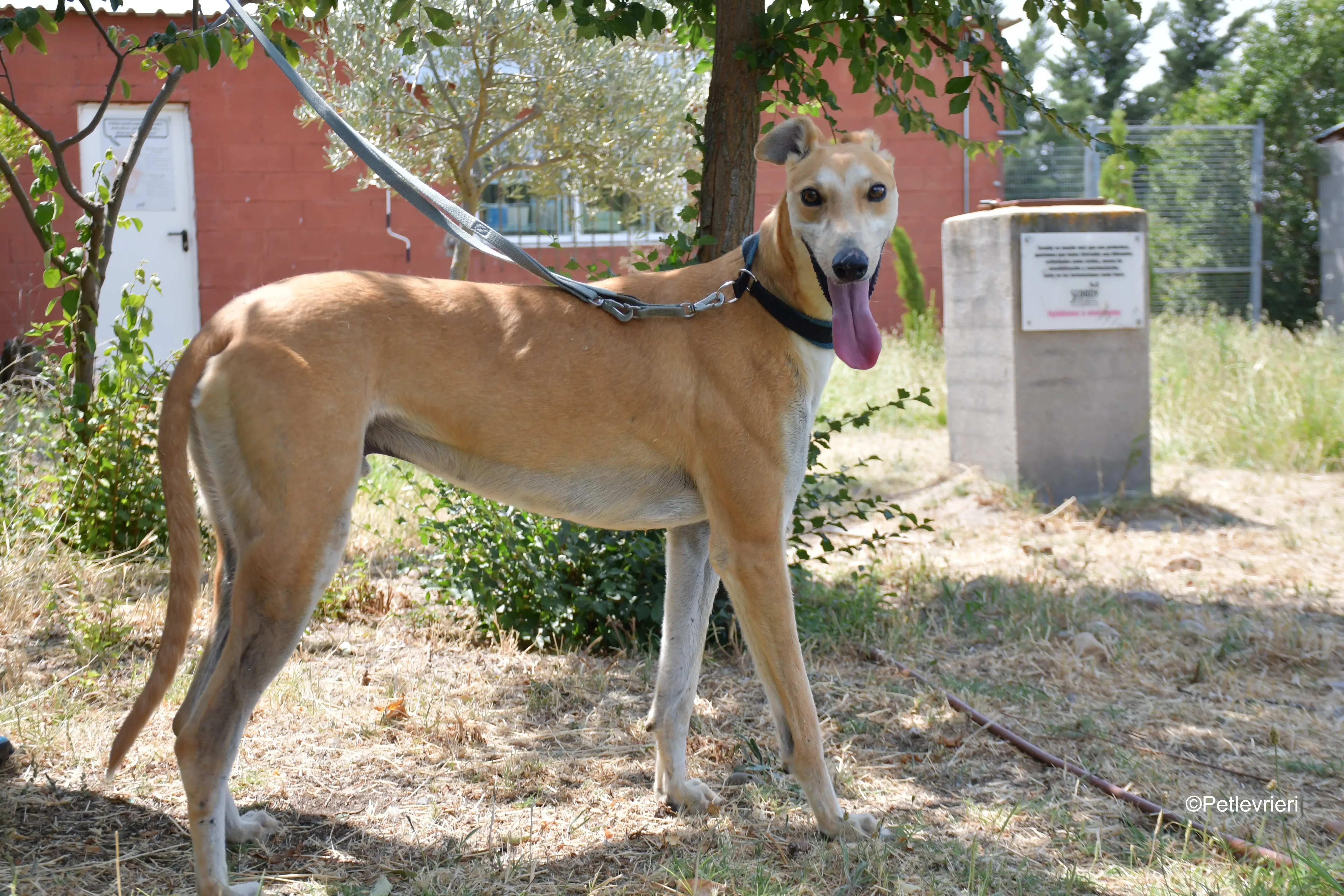 freddy adozione levrieri galgo 13