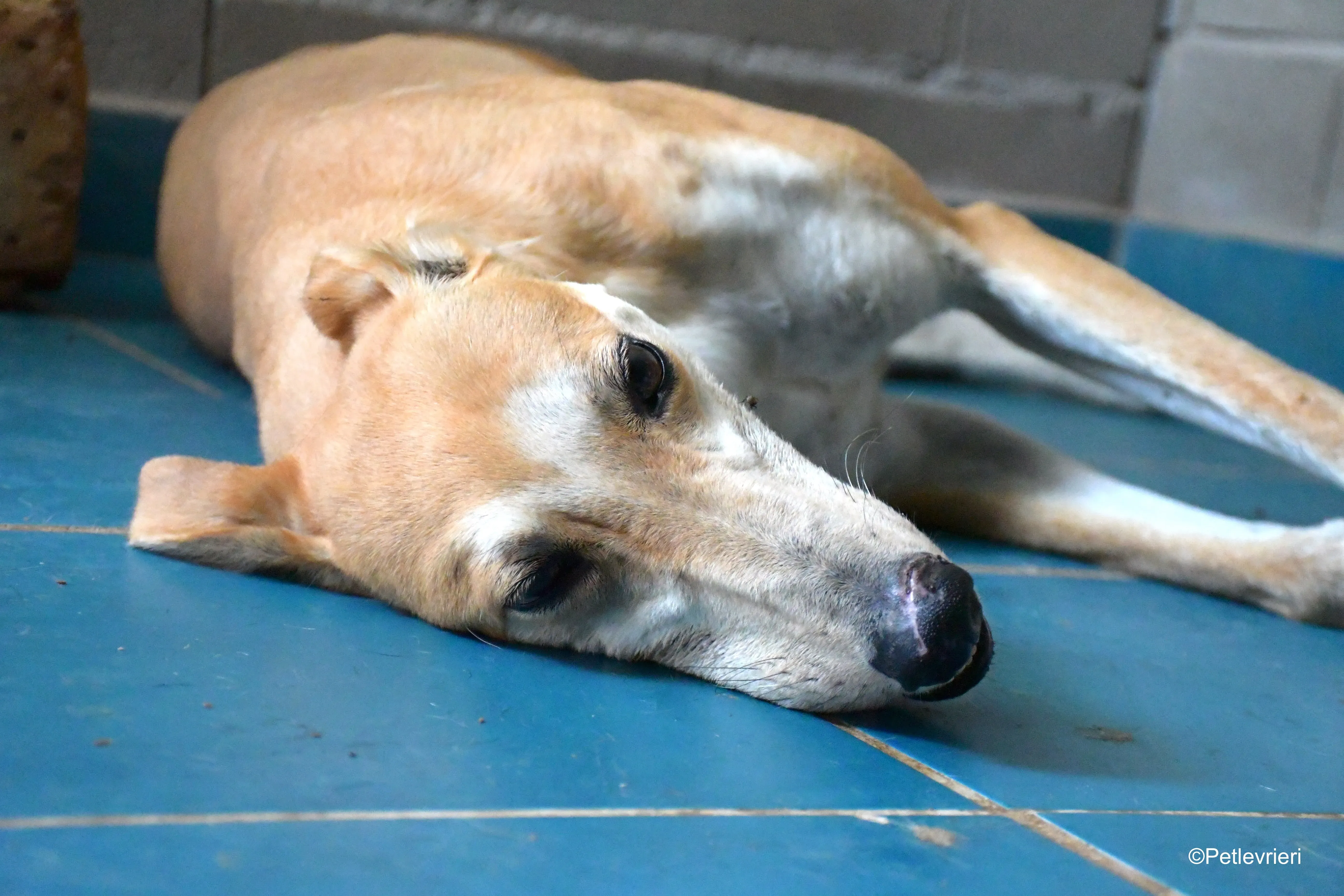 freddy adozione levrieri galgo 2