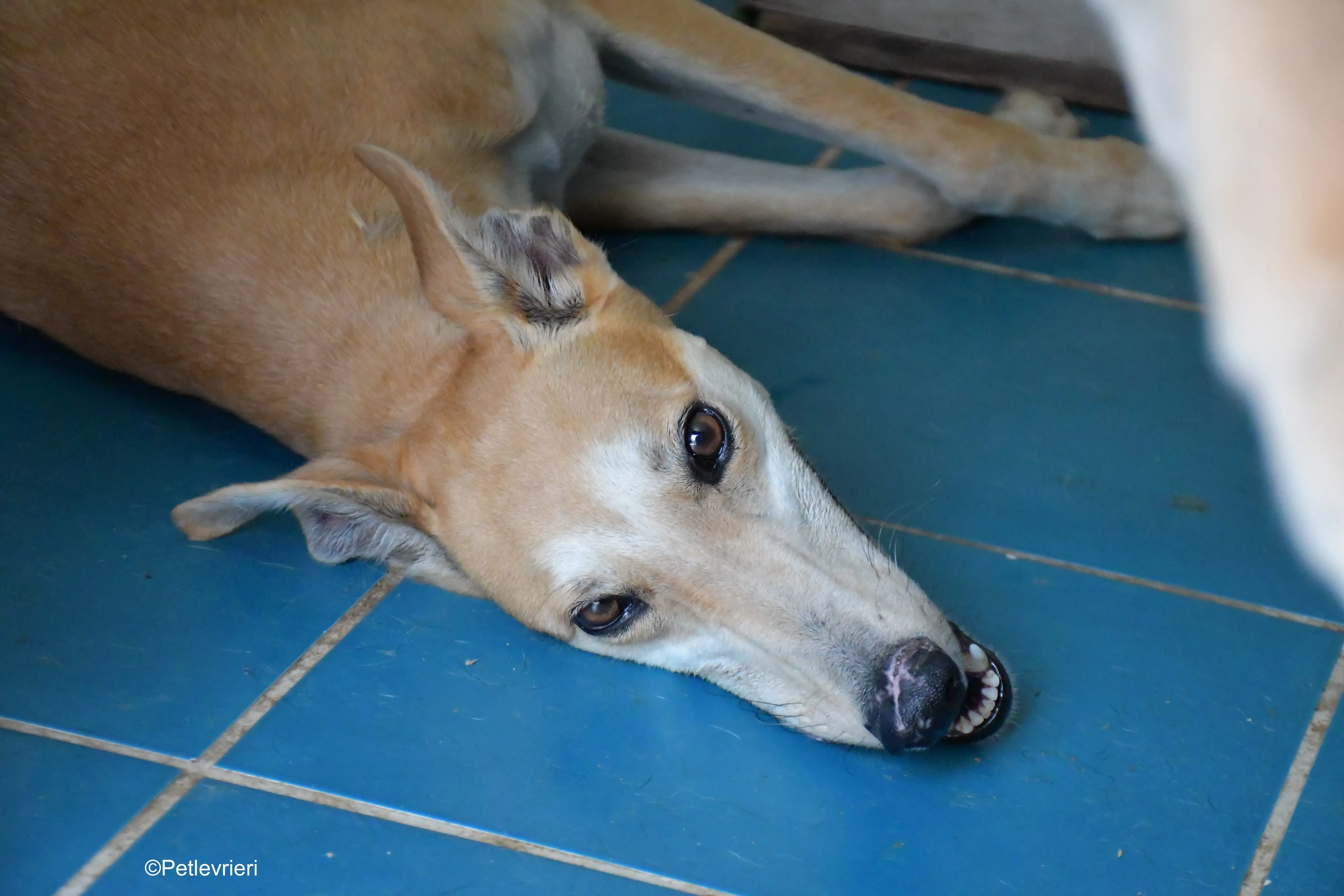 freddy adozione levrieri galgo 3