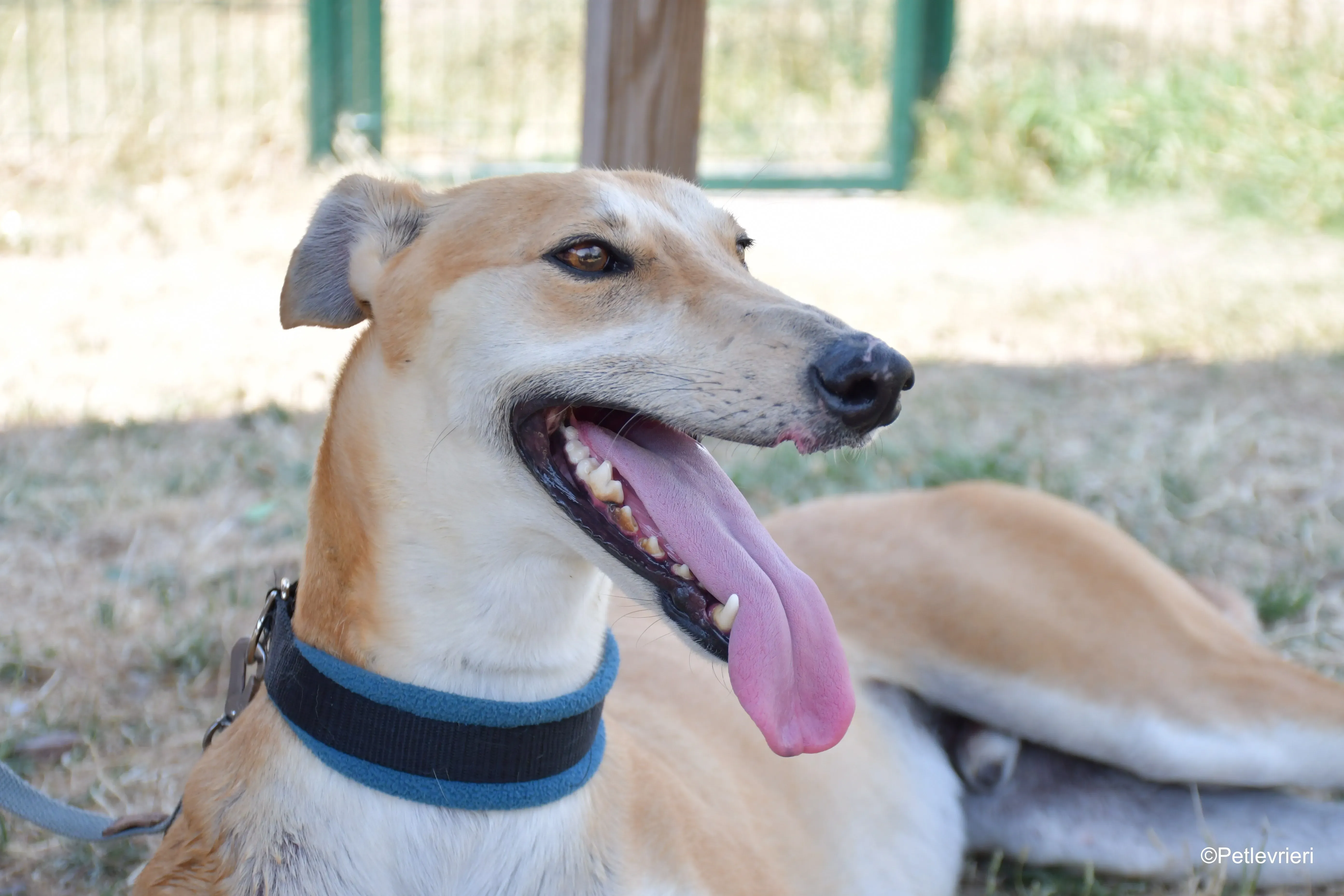 freddy adozione levrieri galgo 4