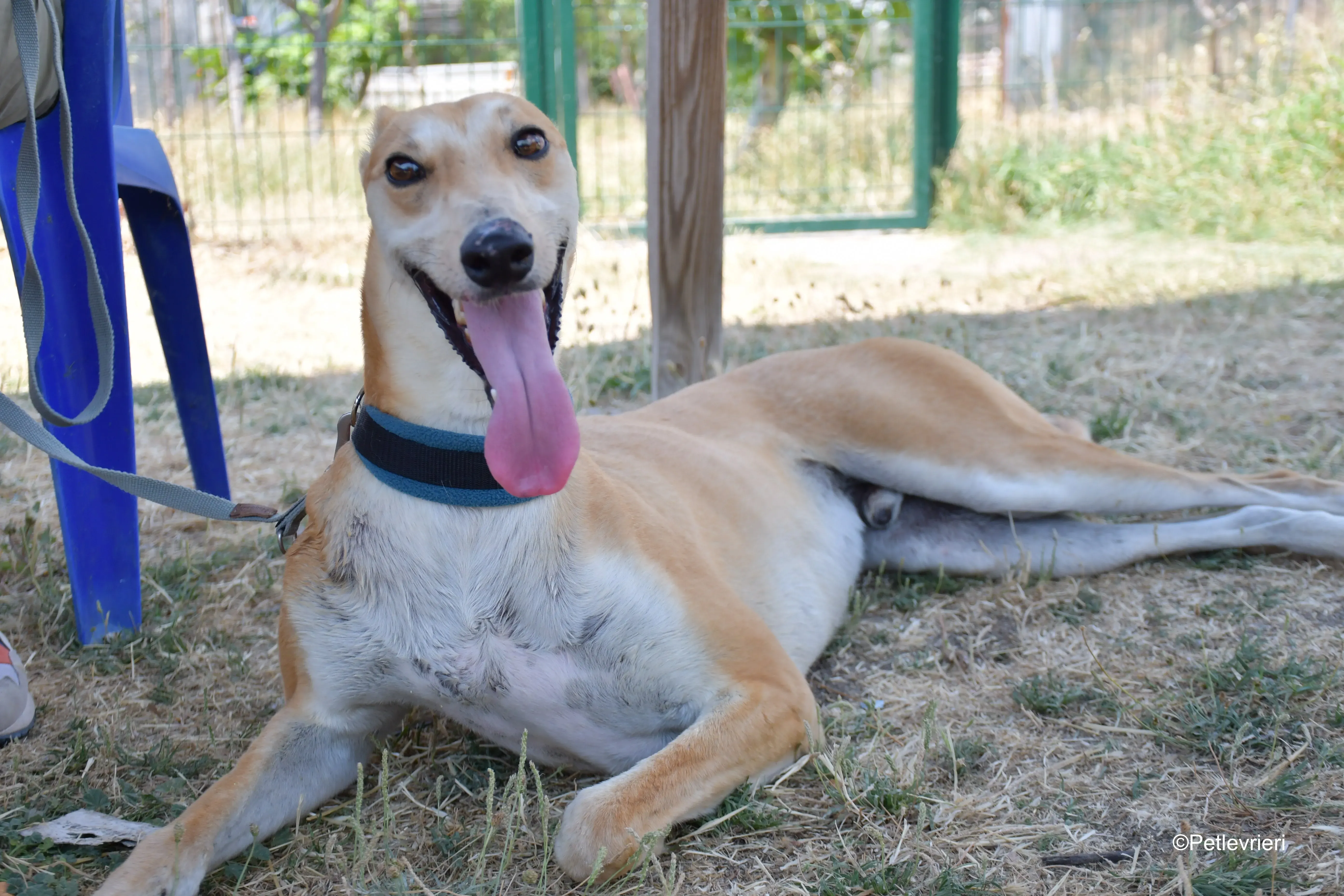 freddy adozione levrieri galgo 5