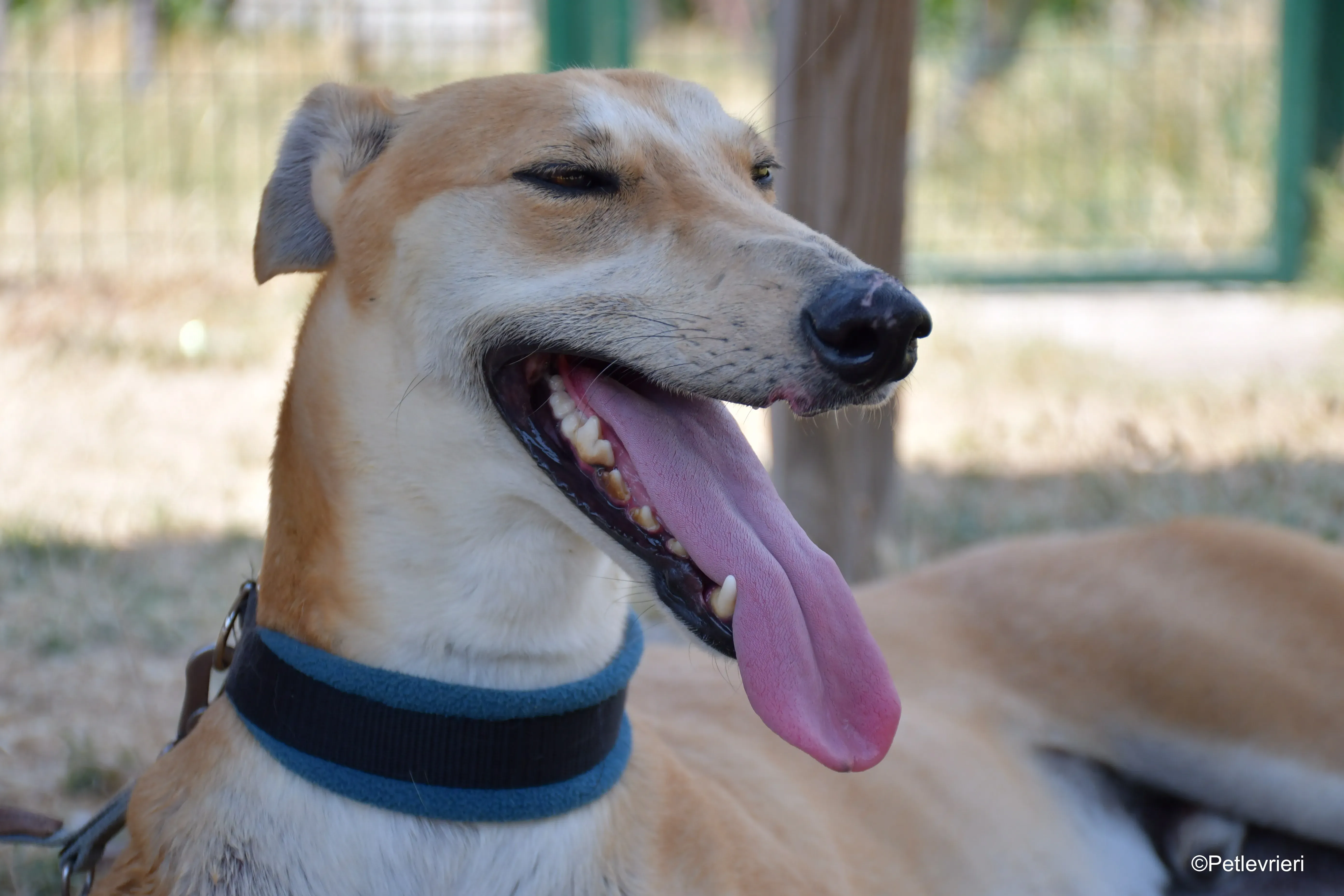 freddy adozione levrieri galgo 6