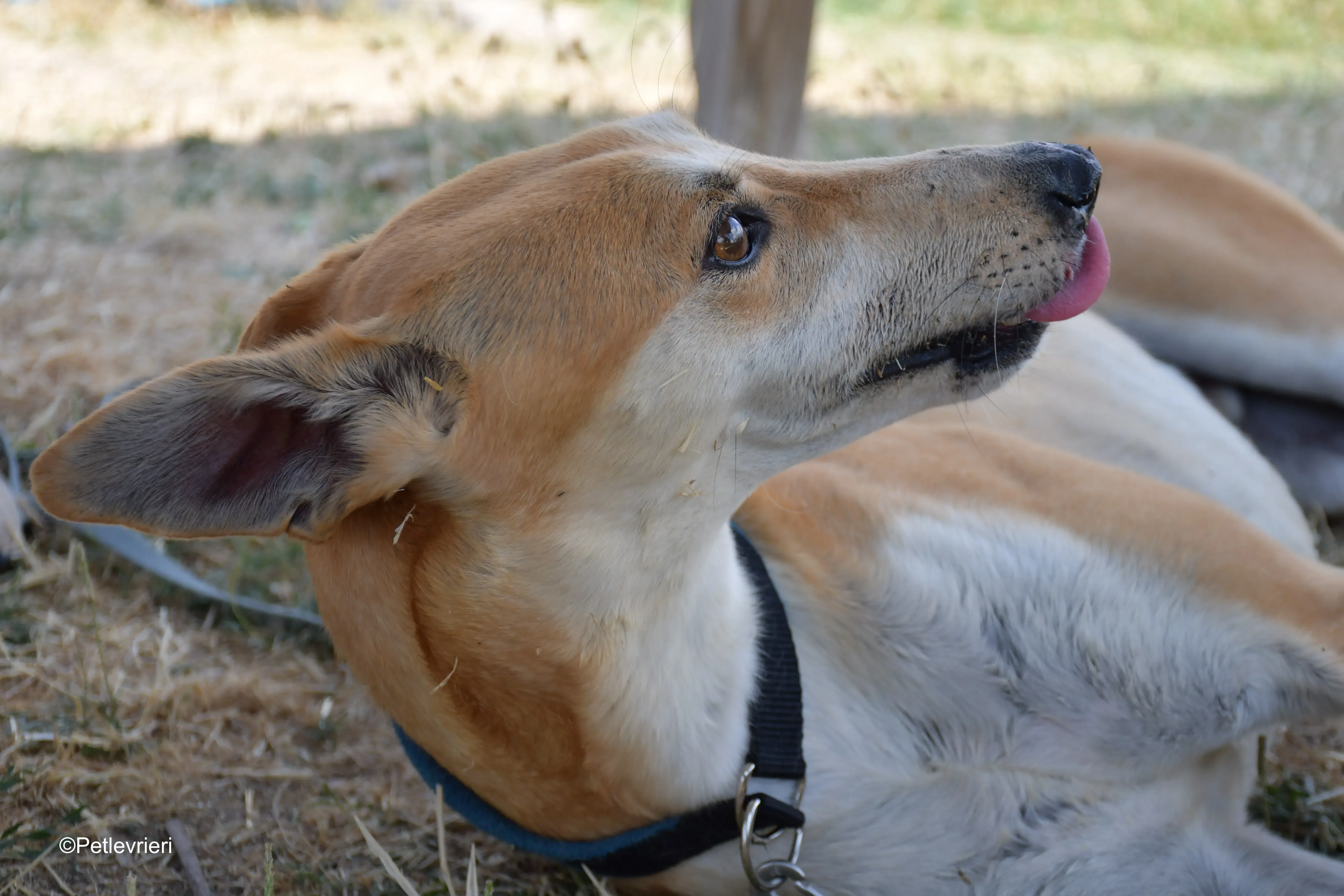 freddy adozione levrieri galgo 7