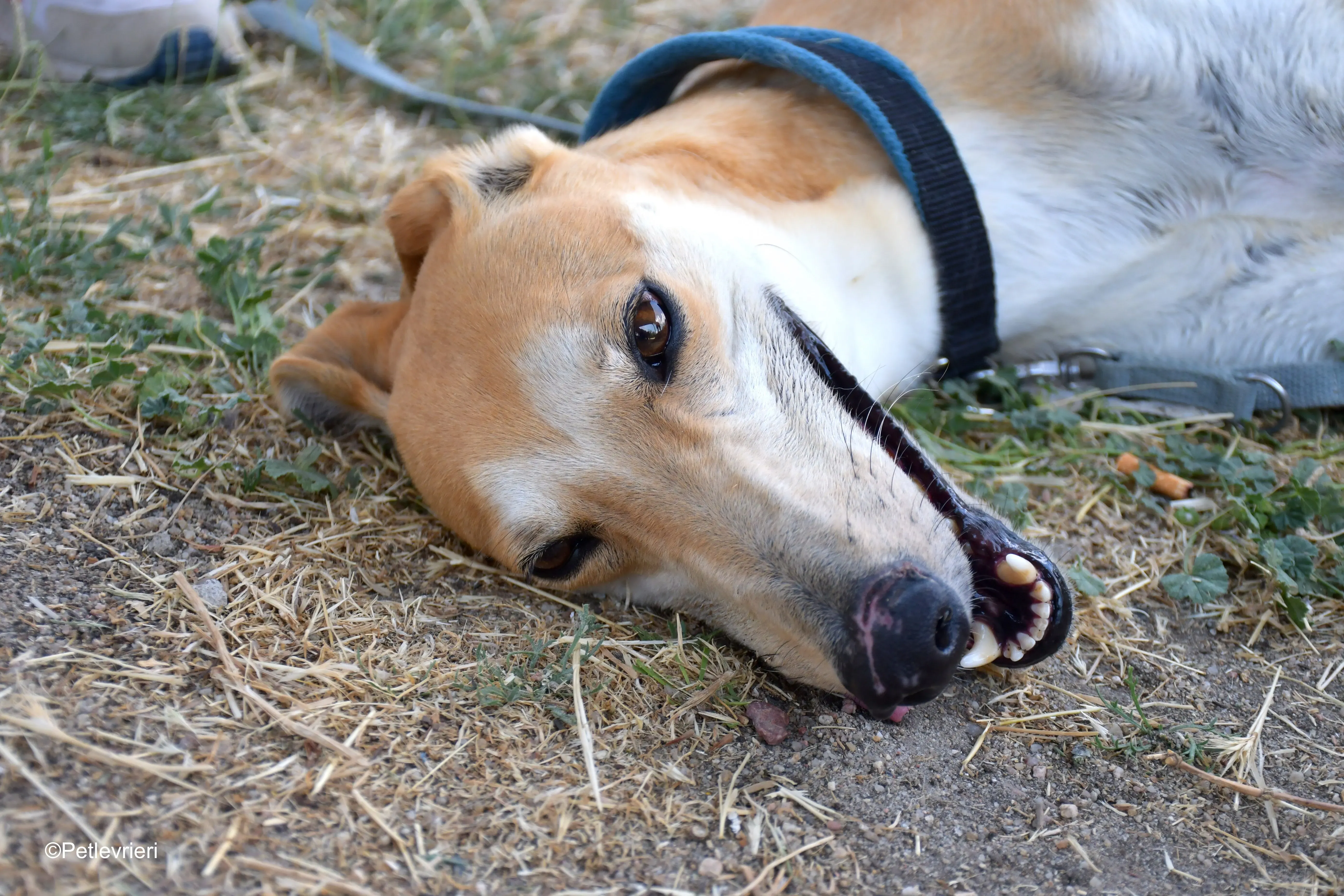 freddy adozione levrieri galgo 8