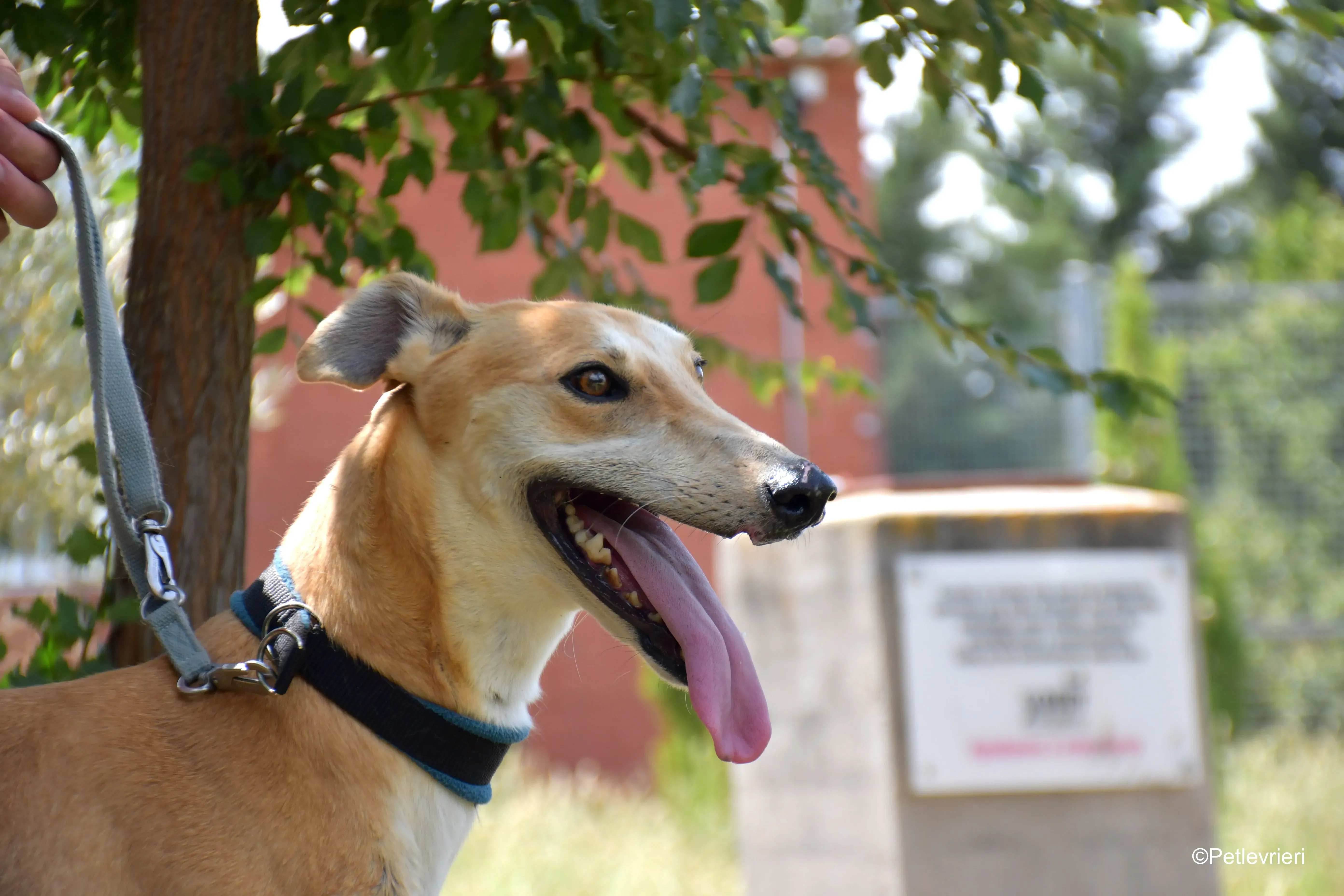 freddy adozione levrieri galgo 9