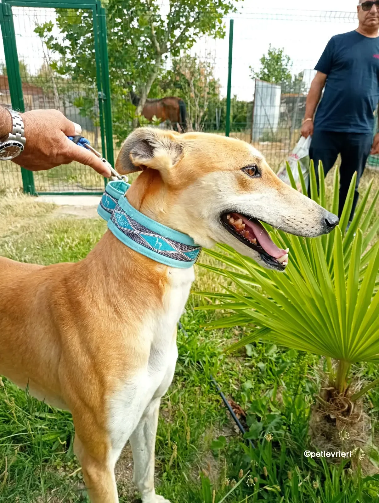 freddy galgo adozione pet levrieri 01