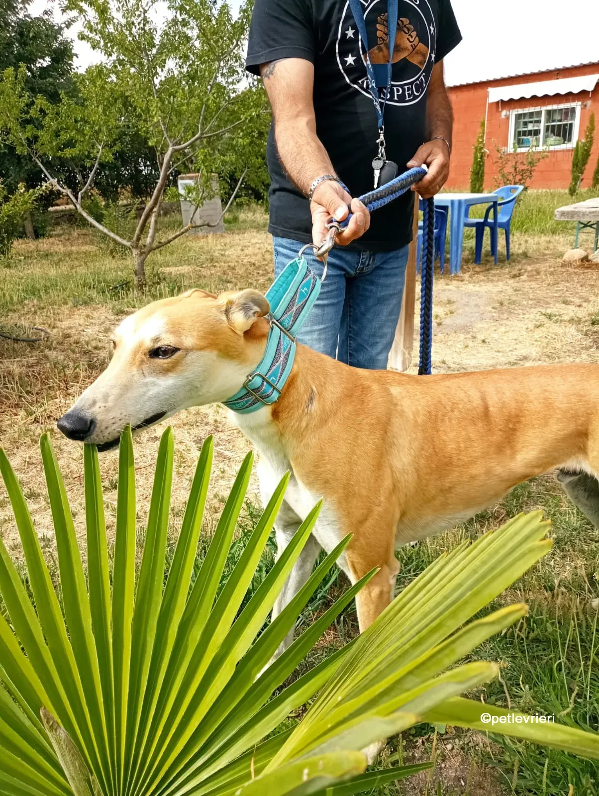 freddy galgo adozione pet levrieri 03