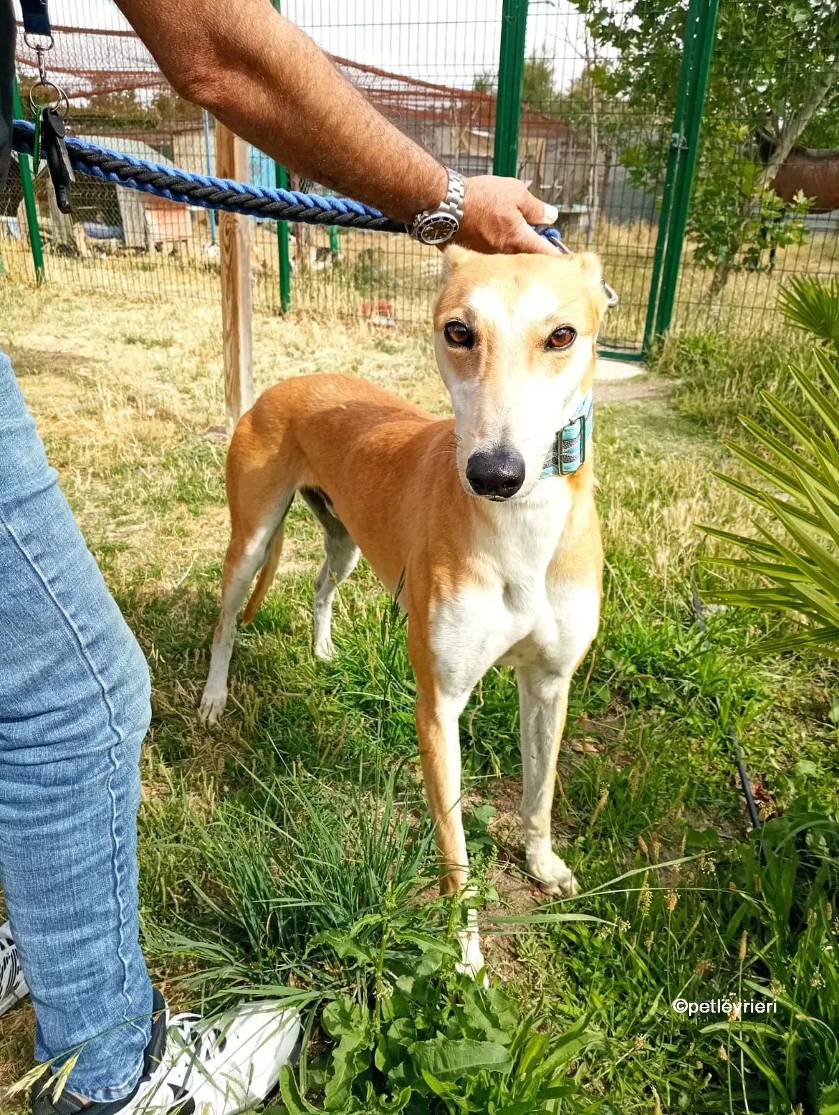 freddy galgo adozione pet levrieri 04