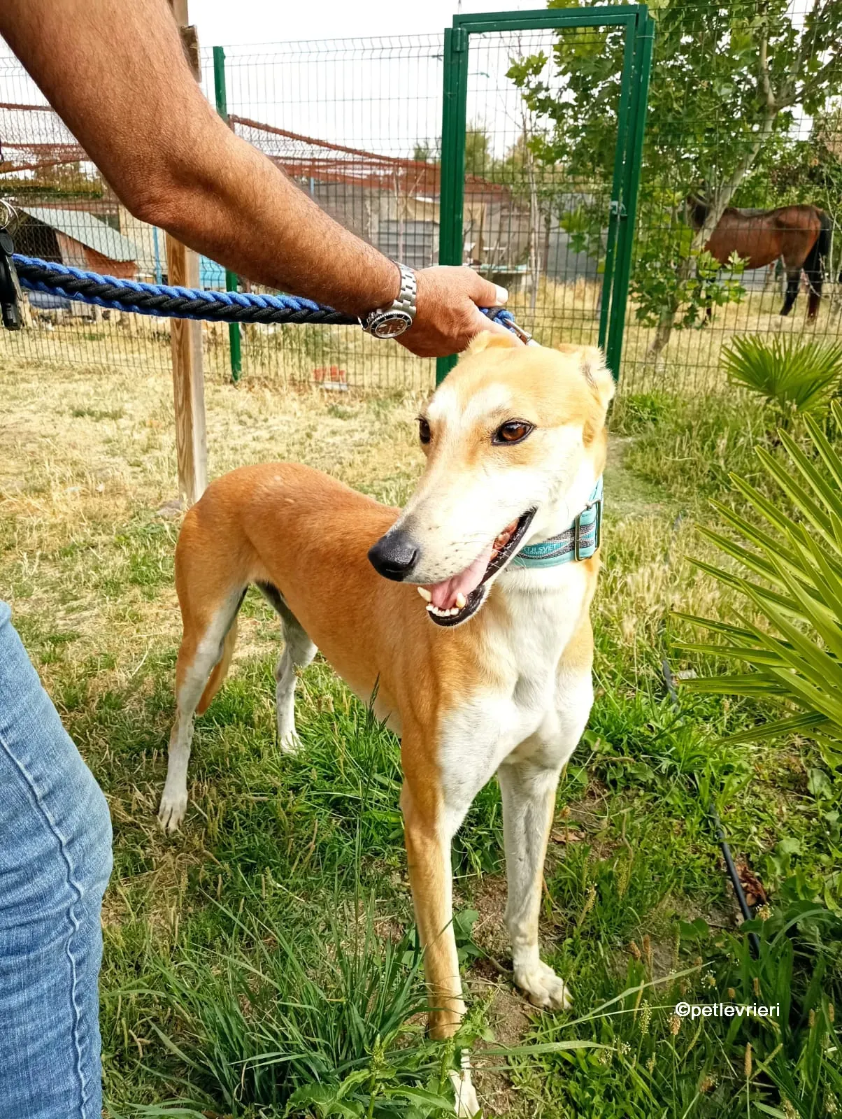 freddy galgo adozione pet levrieri 05